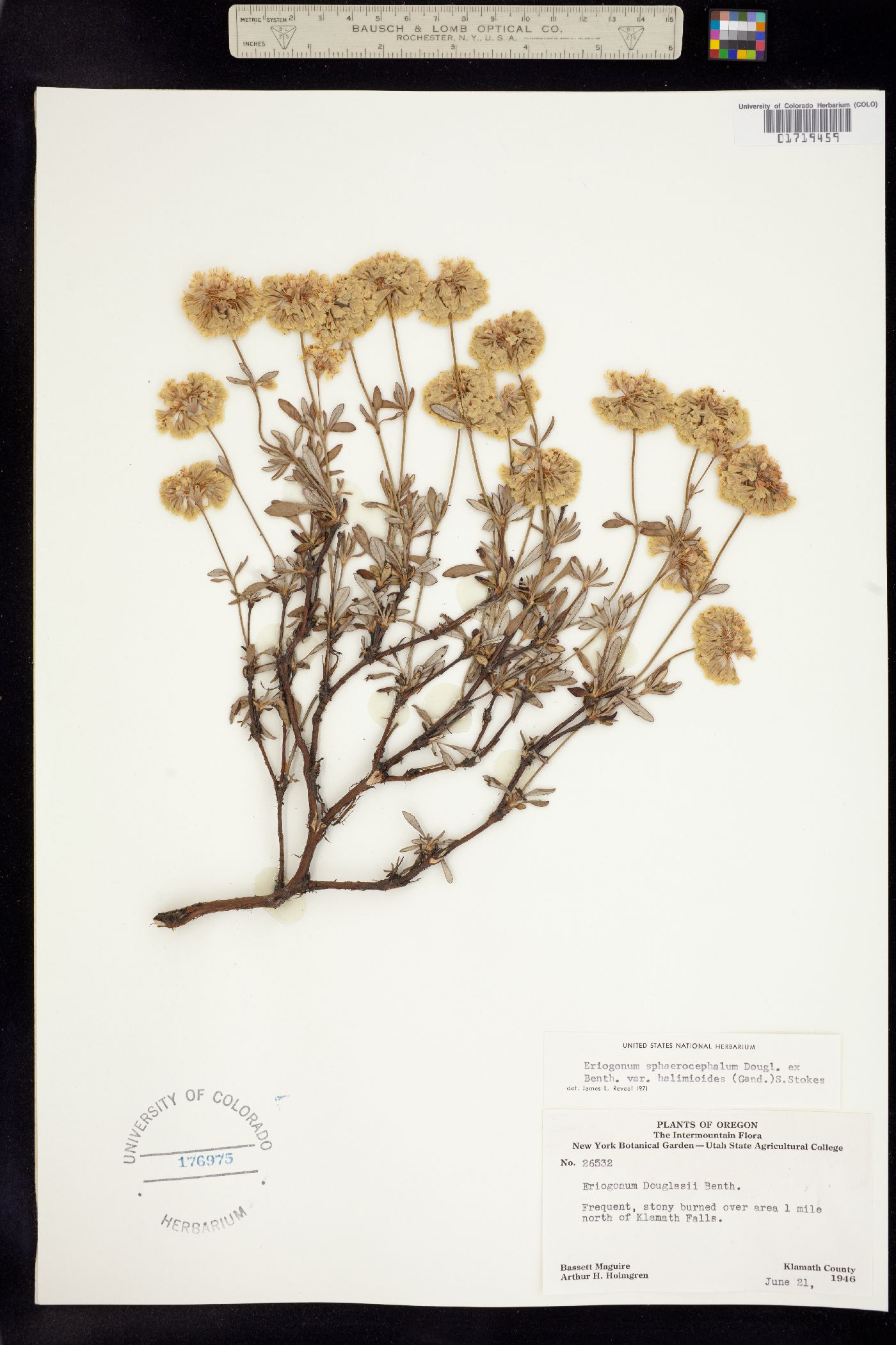 Eriogonum sphaerocephalum image