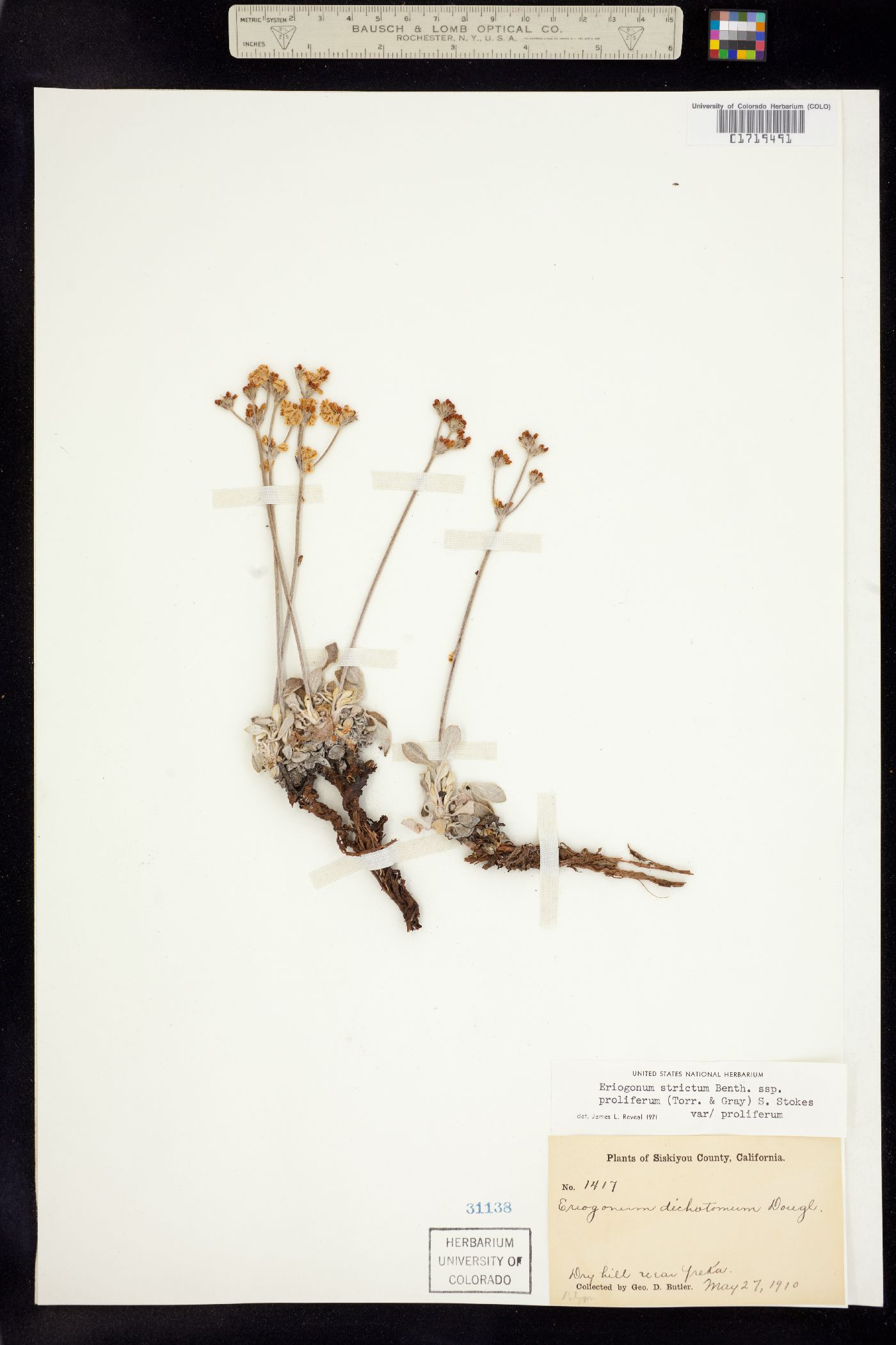 Eriogonum strictum image