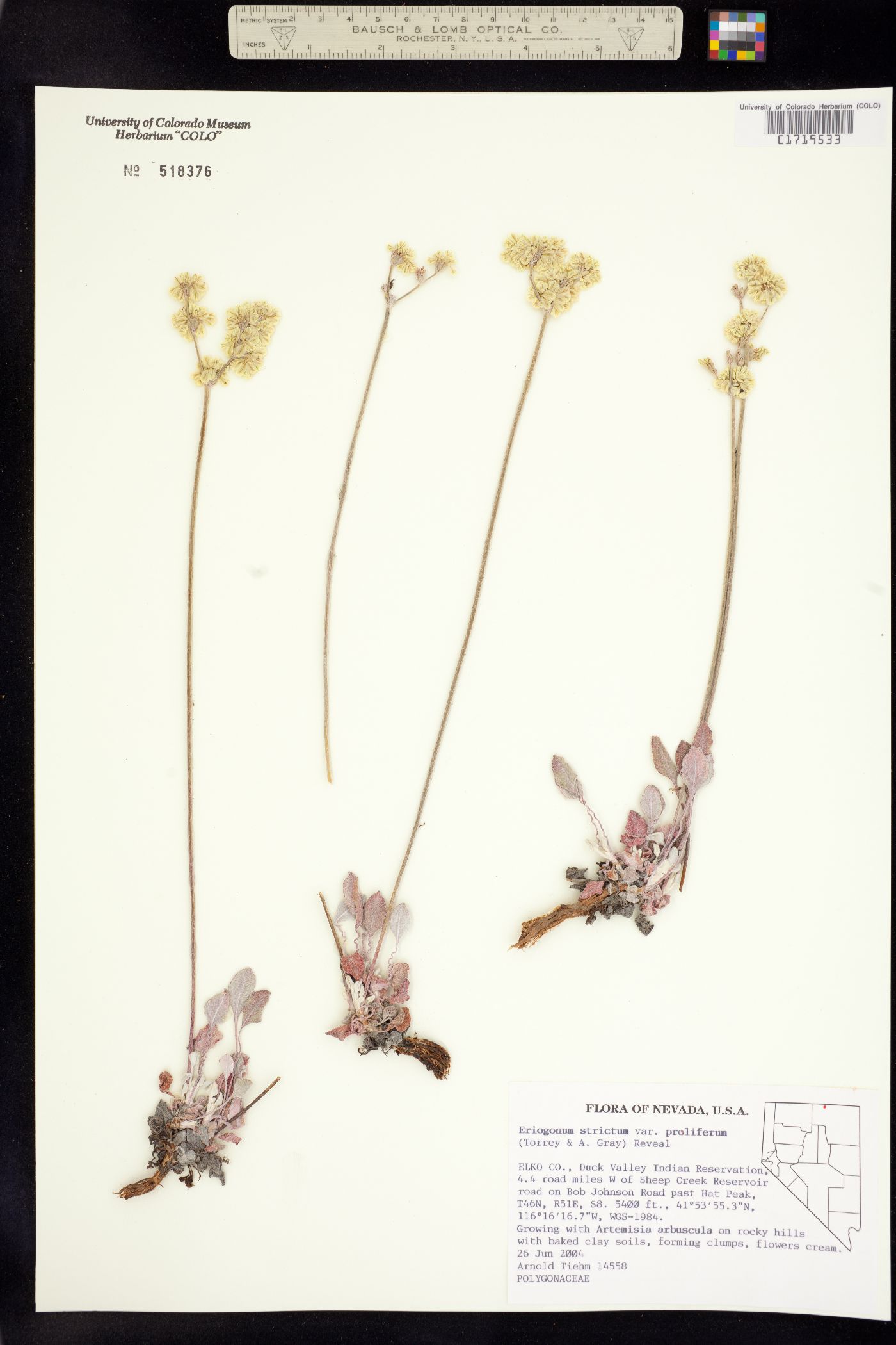 Eriogonum strictum image