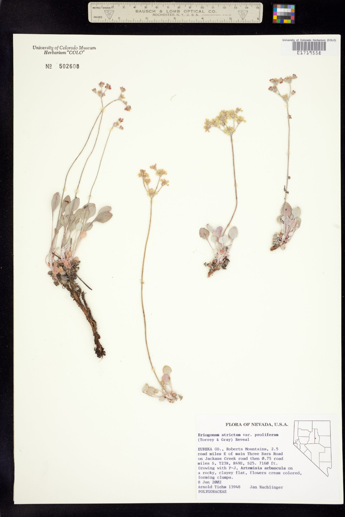 Eriogonum image