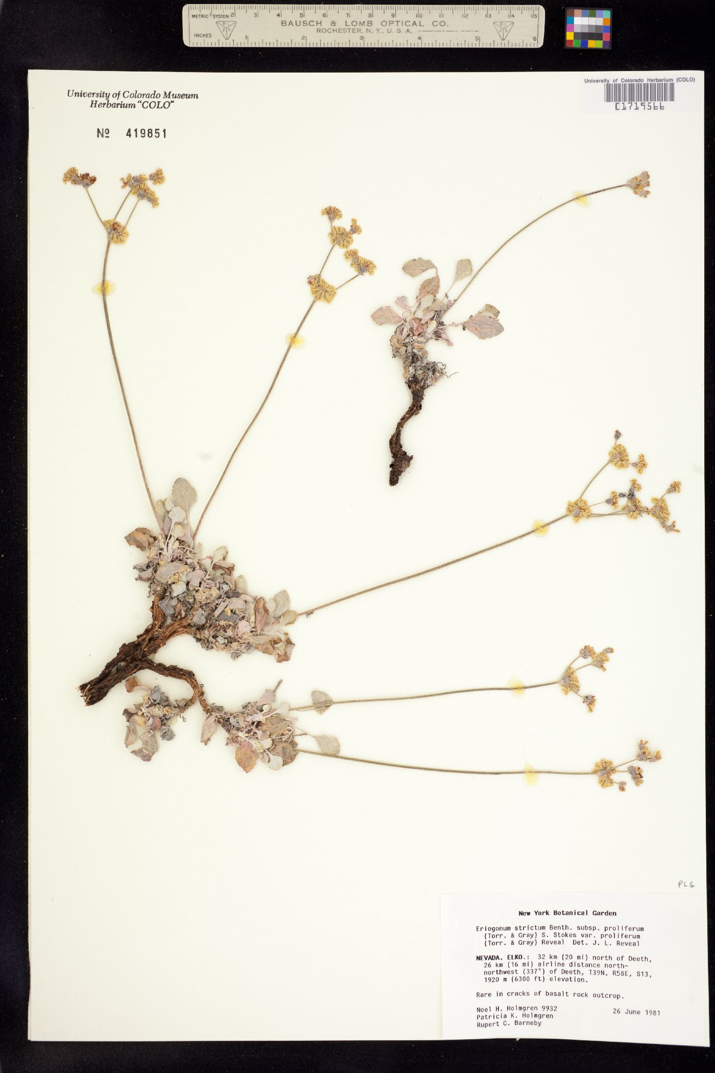 Eriogonum strictum image