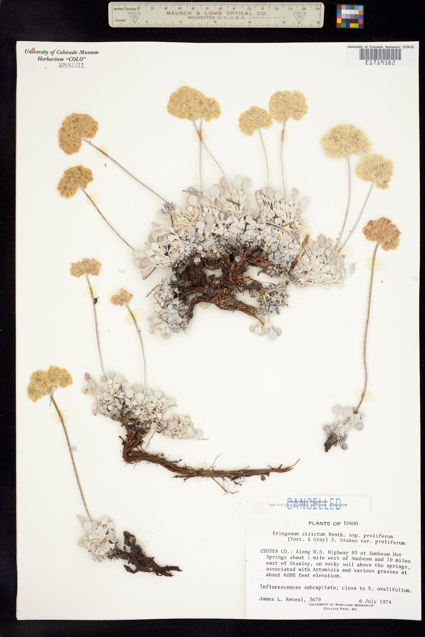 Eriogonum strictum image