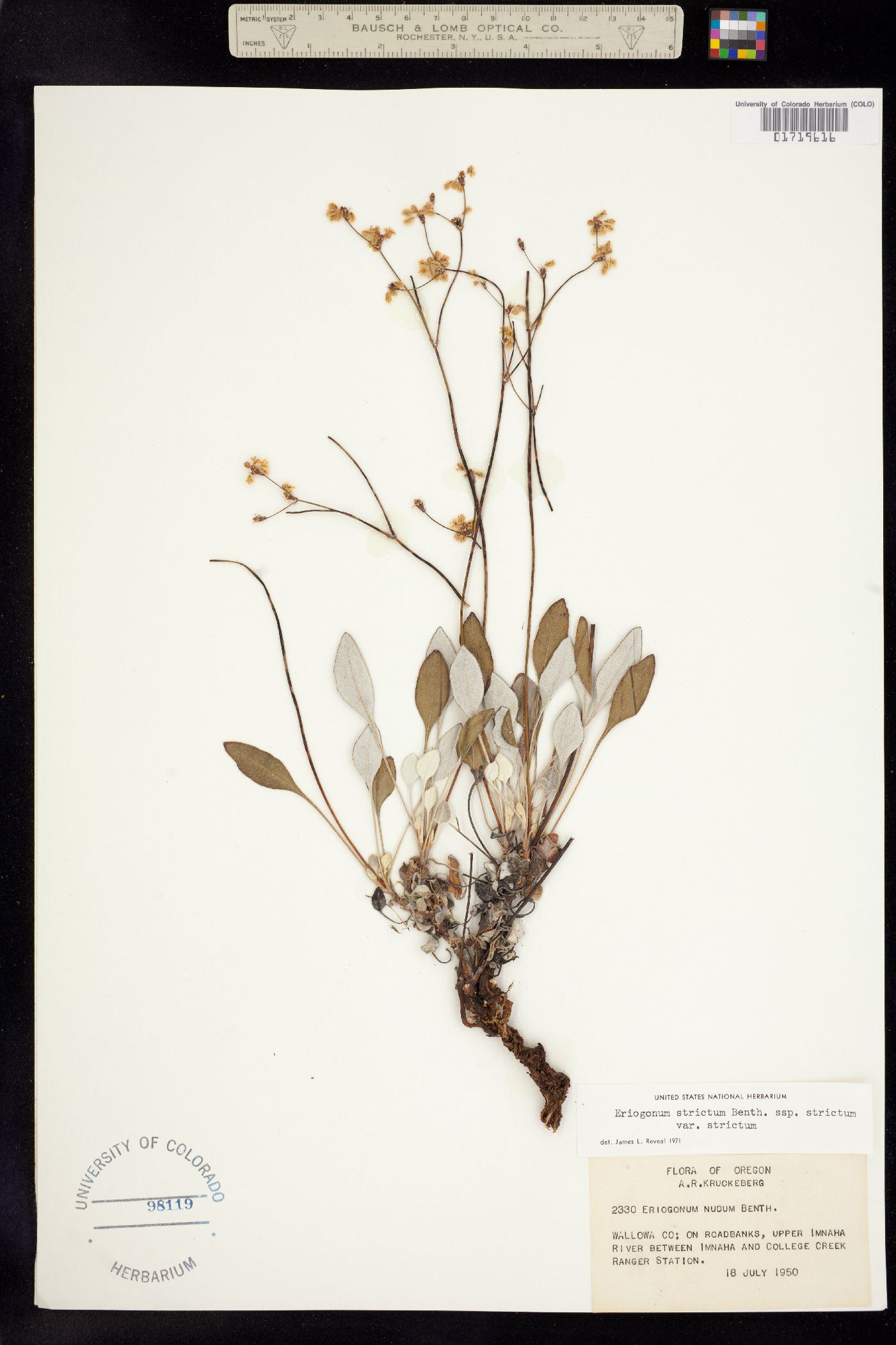 Eriogonum strictum image