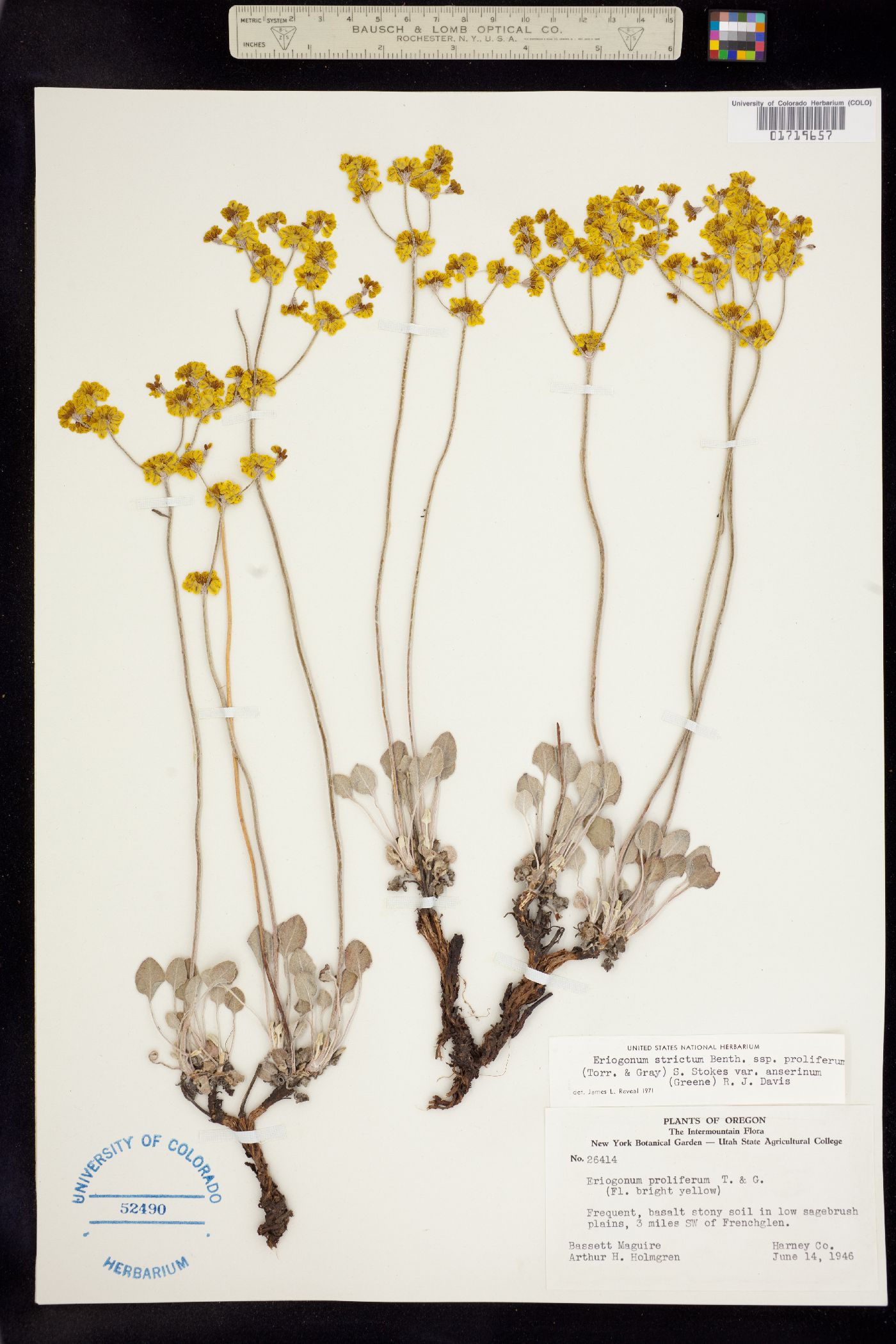 Eriogonum strictum image