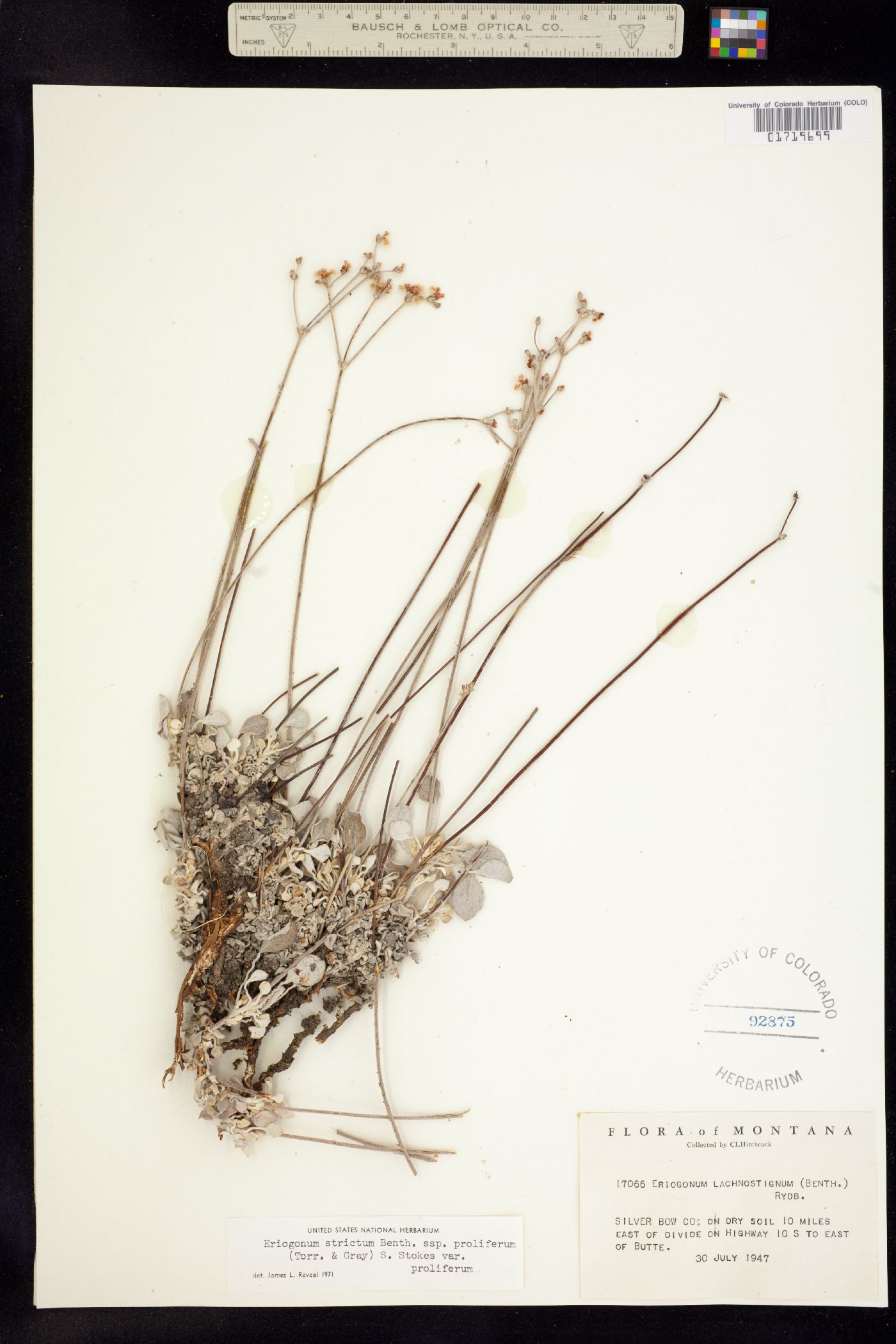 Eriogonum strictum image