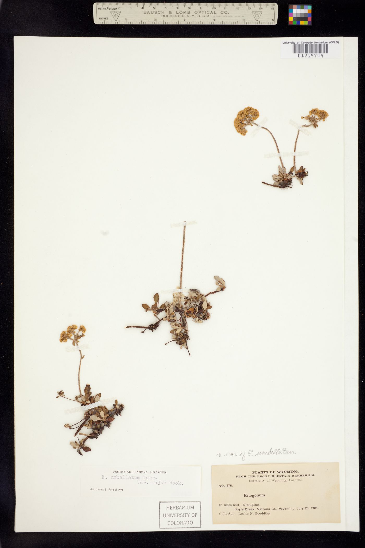 Eriogonum umbellatum var. majus image
