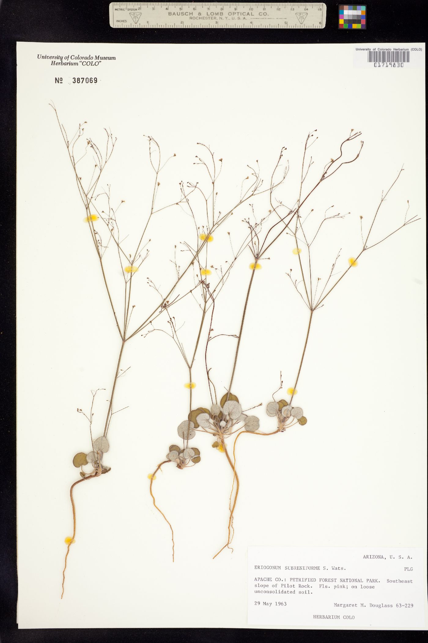 Eriogonum subreniforme image