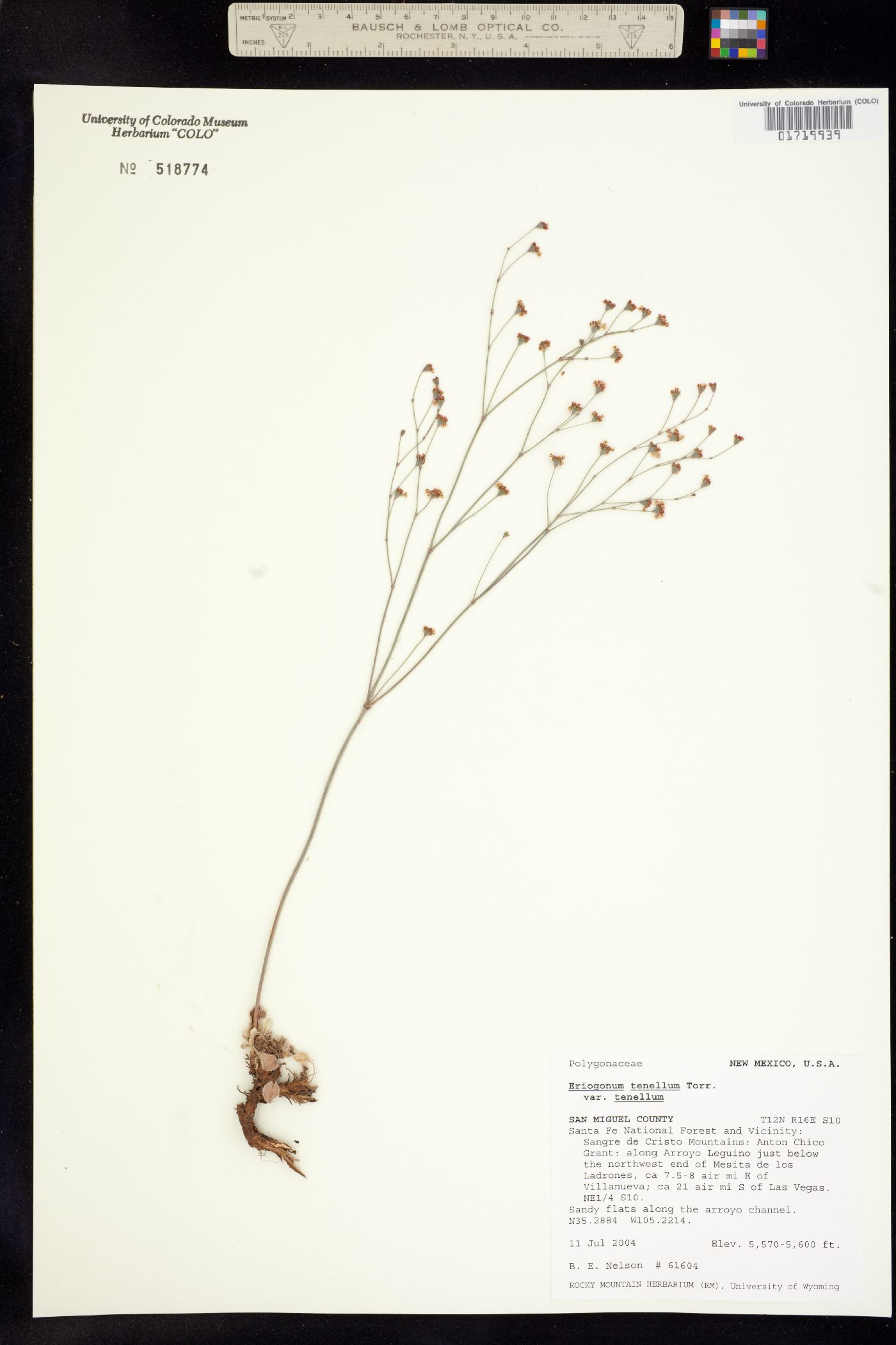 Eriogonum tenellum image