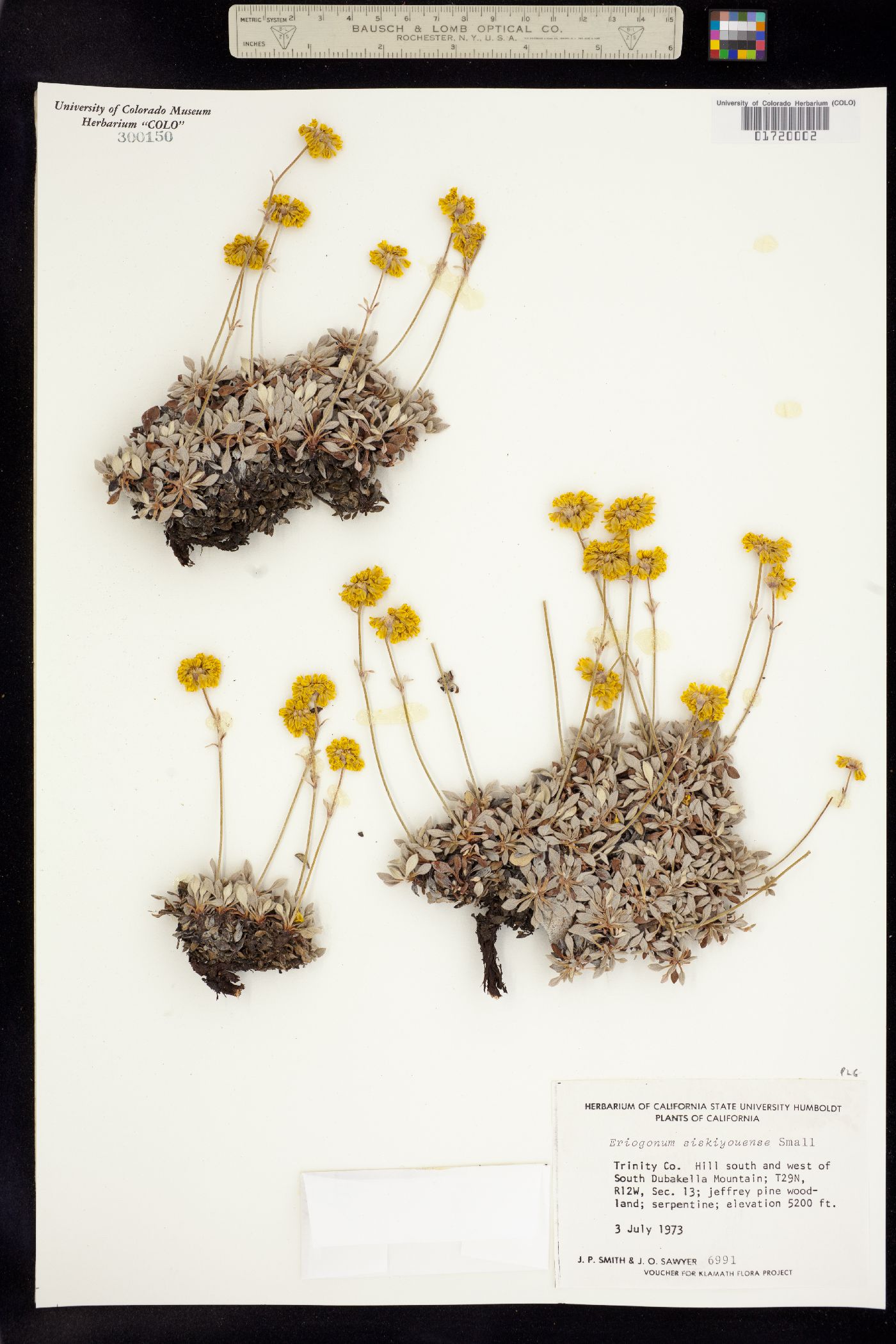 Eriogonum siskiyouense image