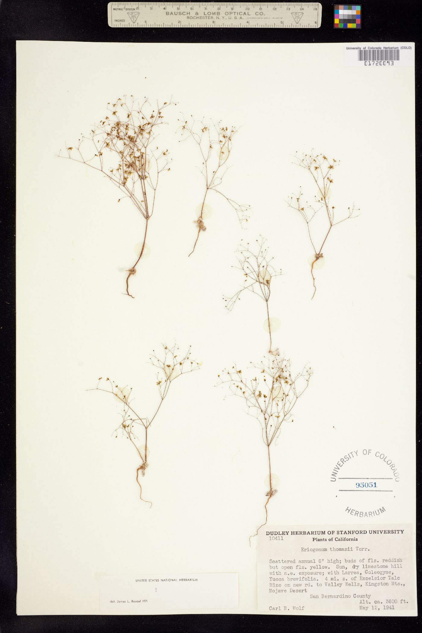 Eriogonum thomasii image