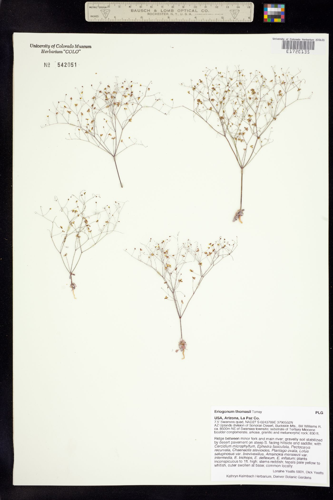 Eriogonum thomasii image