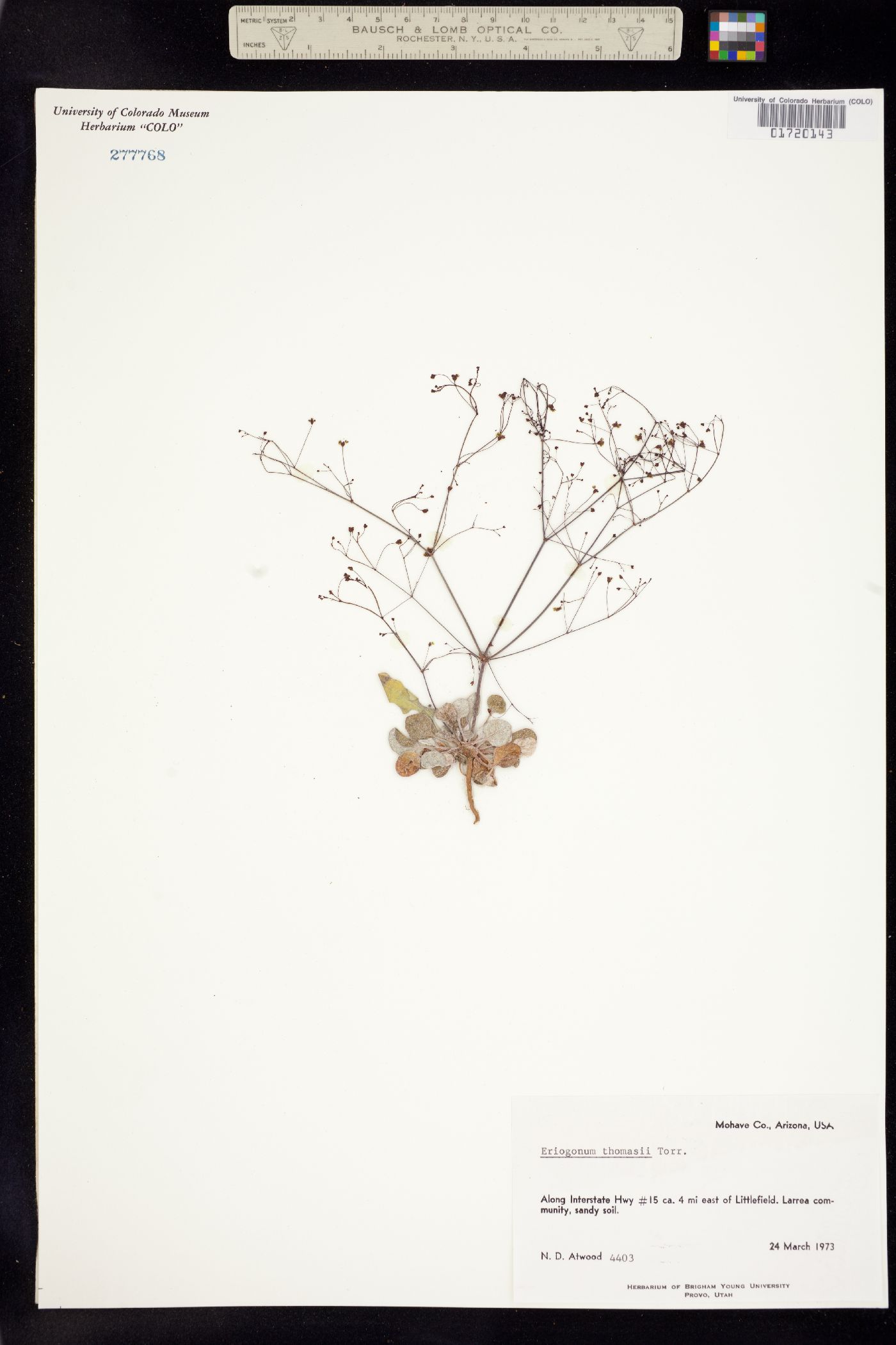 Eriogonum thomasii image