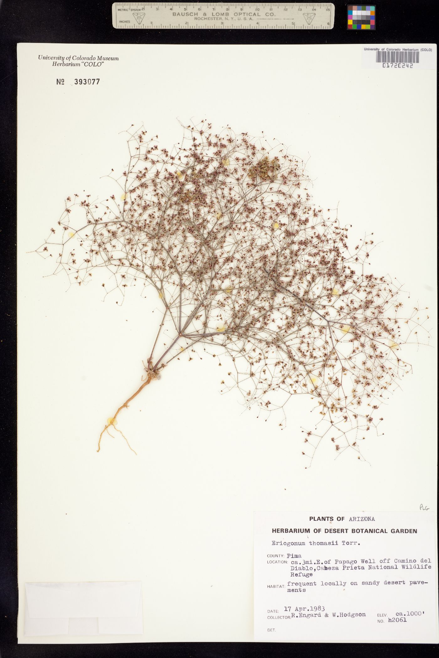 Eriogonum thomasii image