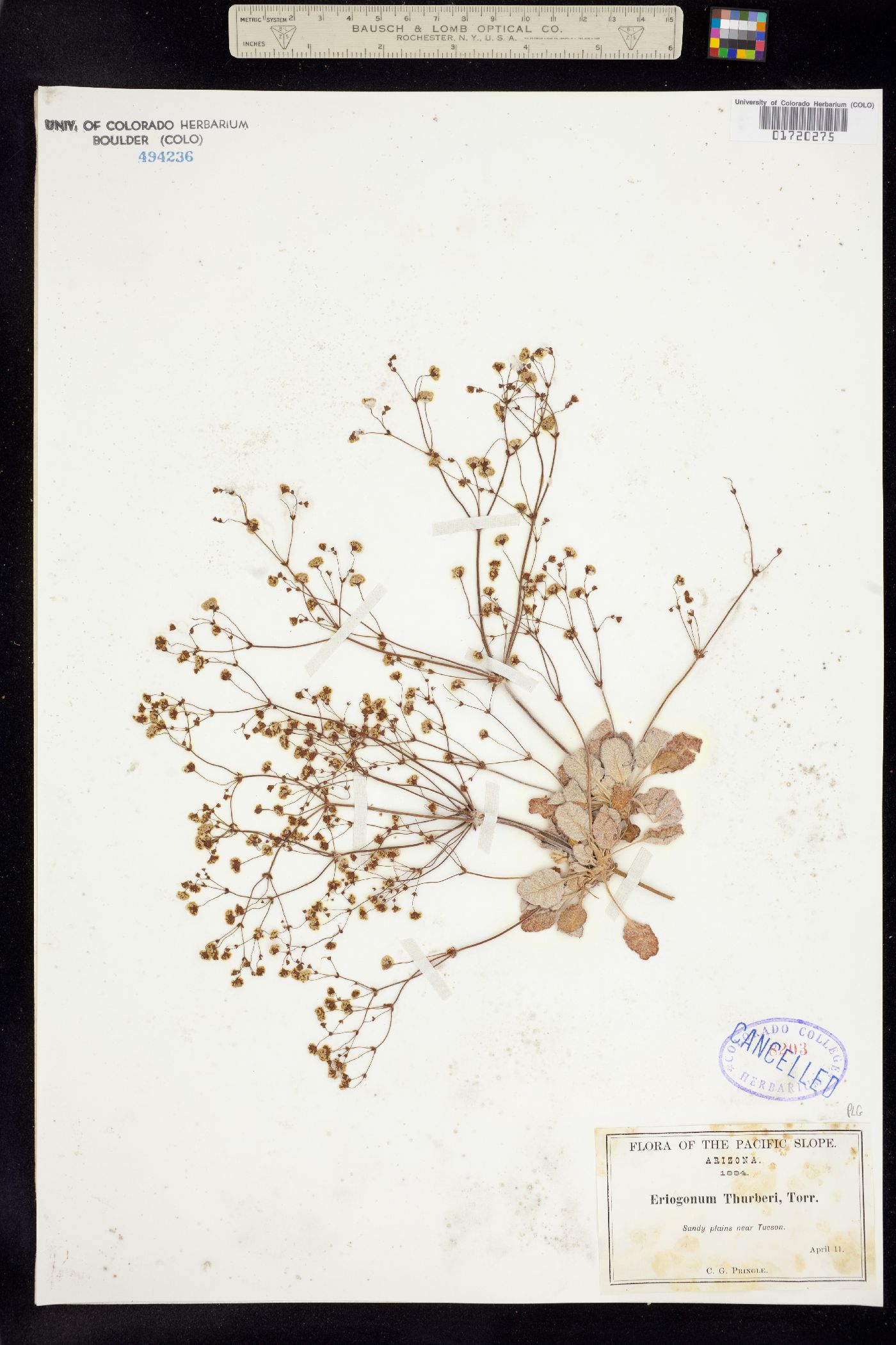 Eriogonum thurberi image