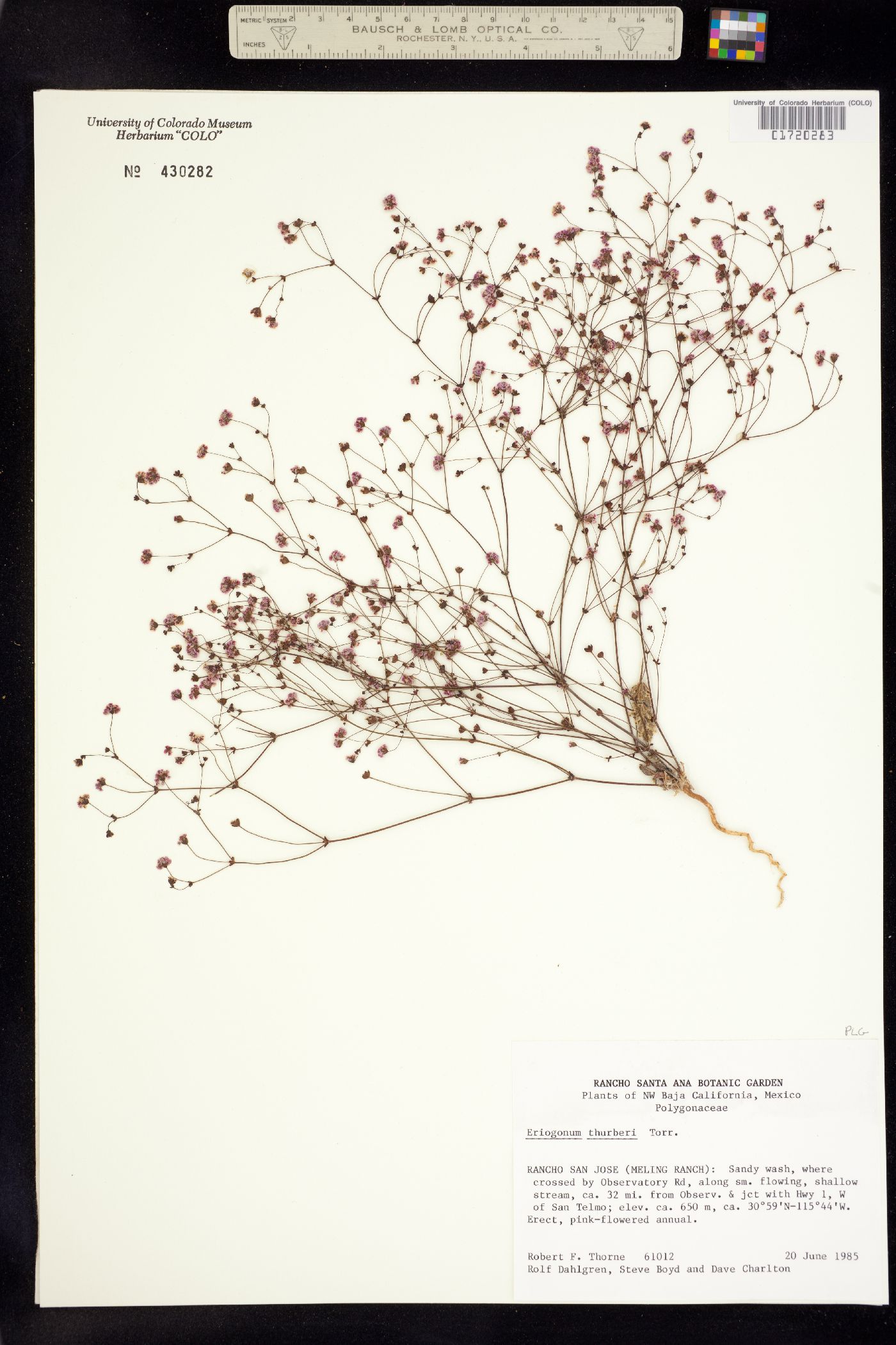 Eriogonum thurberi image