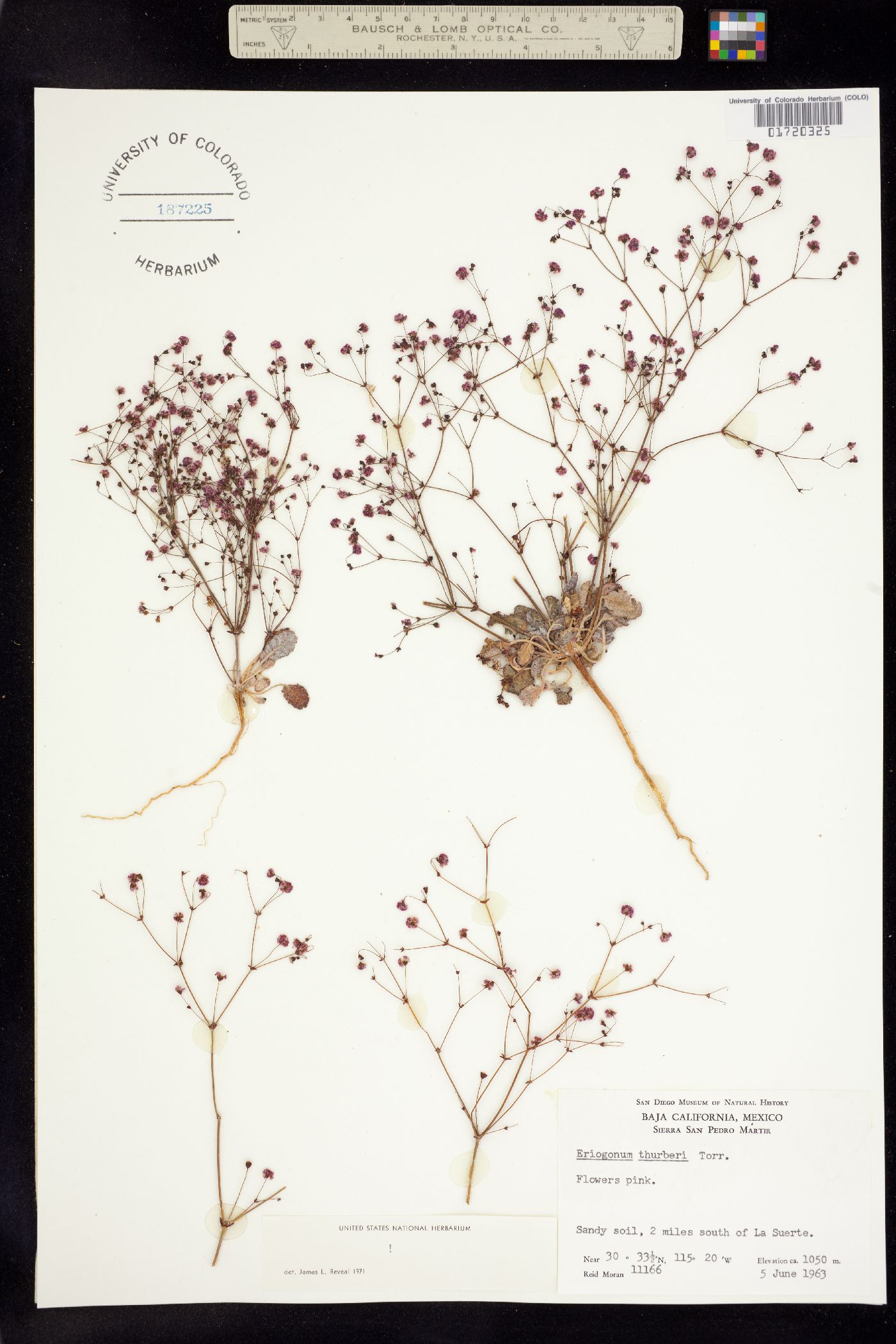 Eriogonum thurberi image