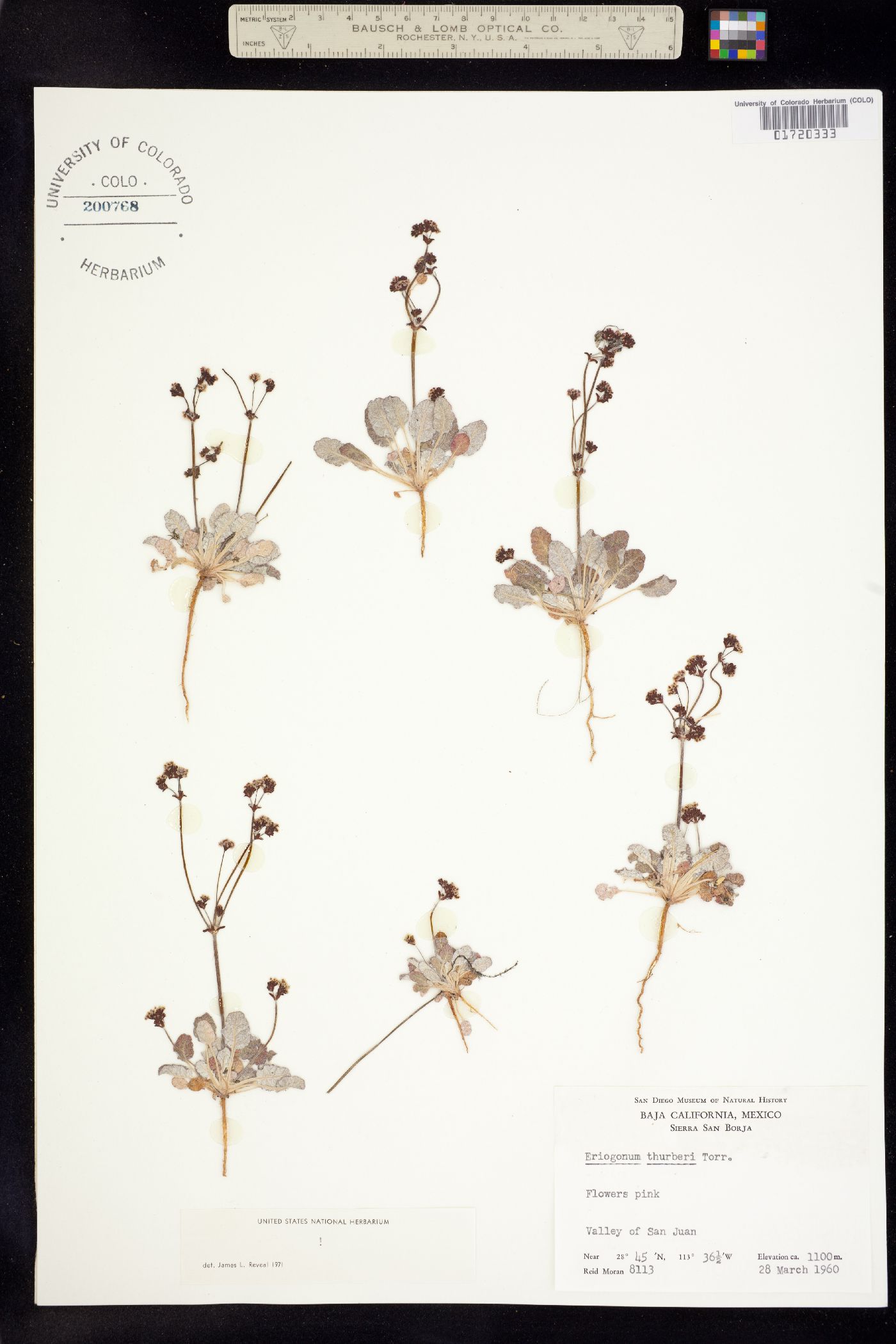 Eriogonum thurberi image