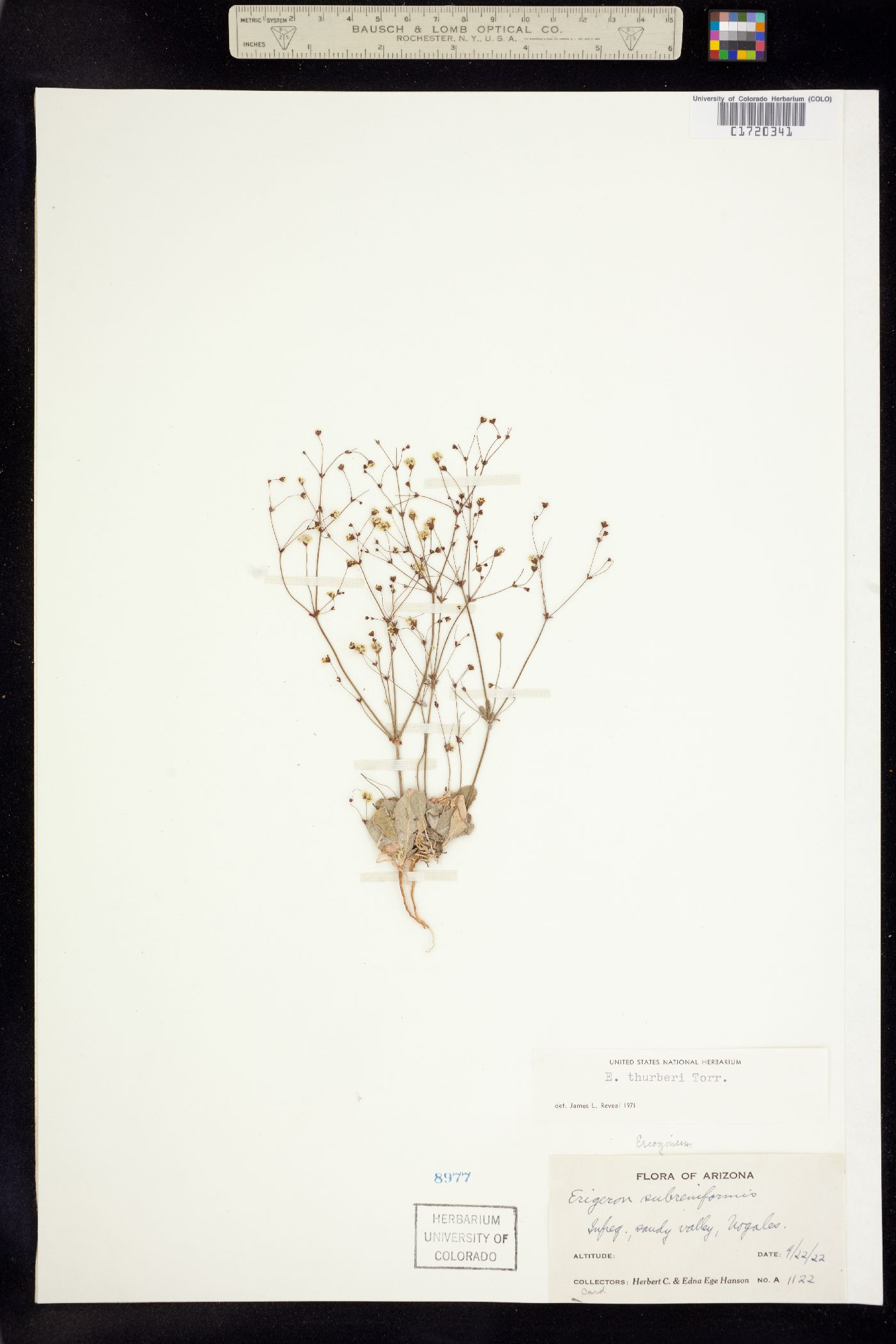Eriogonum thurberi image