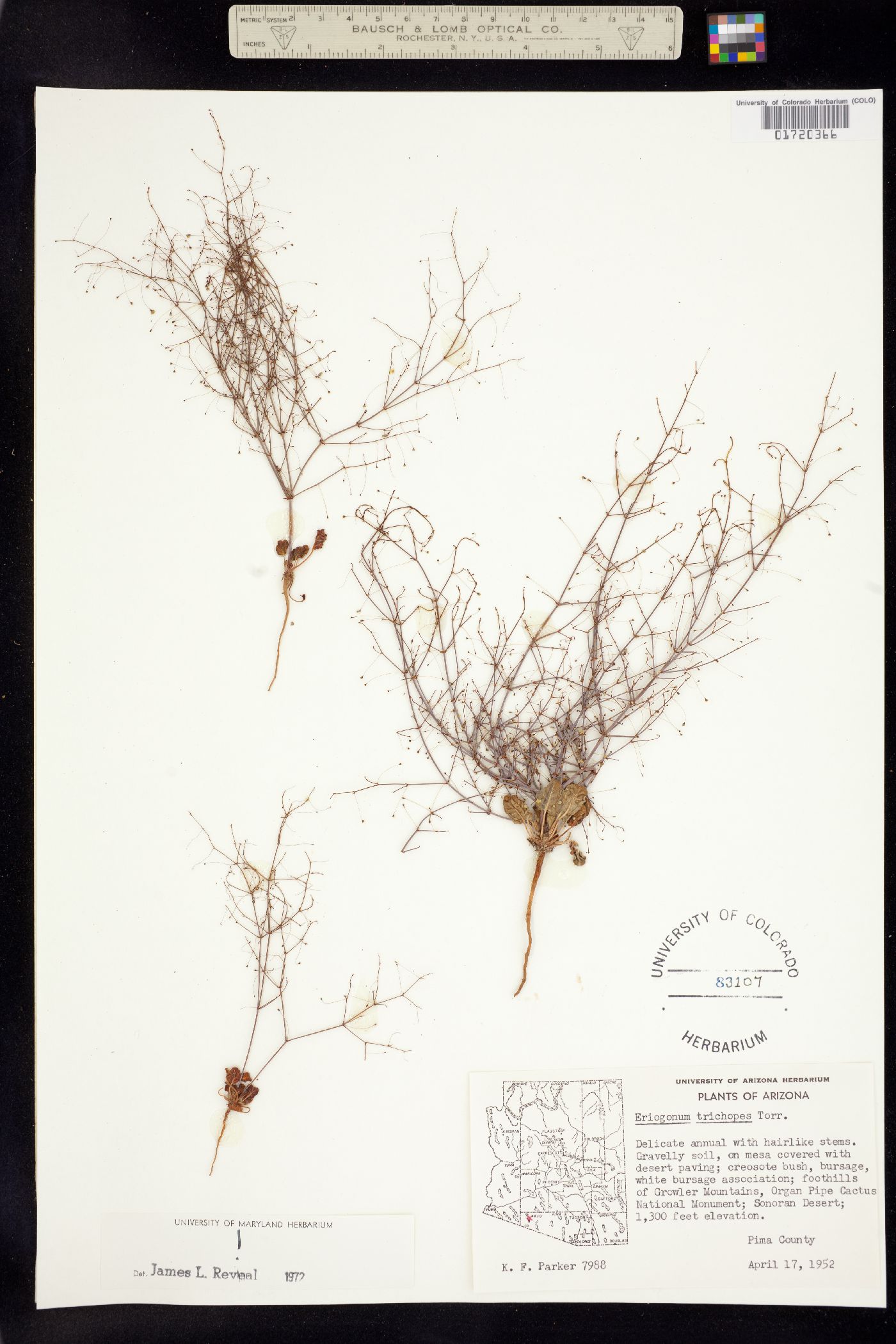 Eriogonum trichopes image
