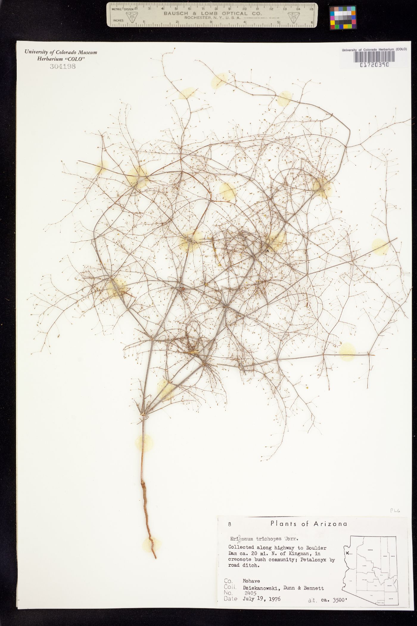 Eriogonum trichopes image