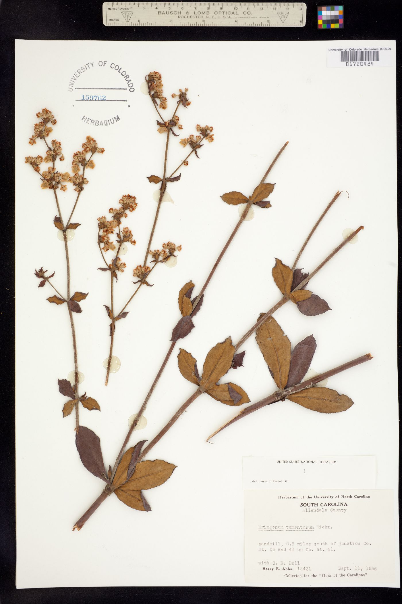 Eriogonum tomentosum image