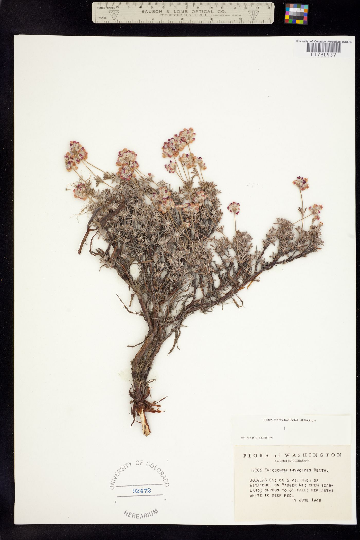 Eriogonum thymoides image