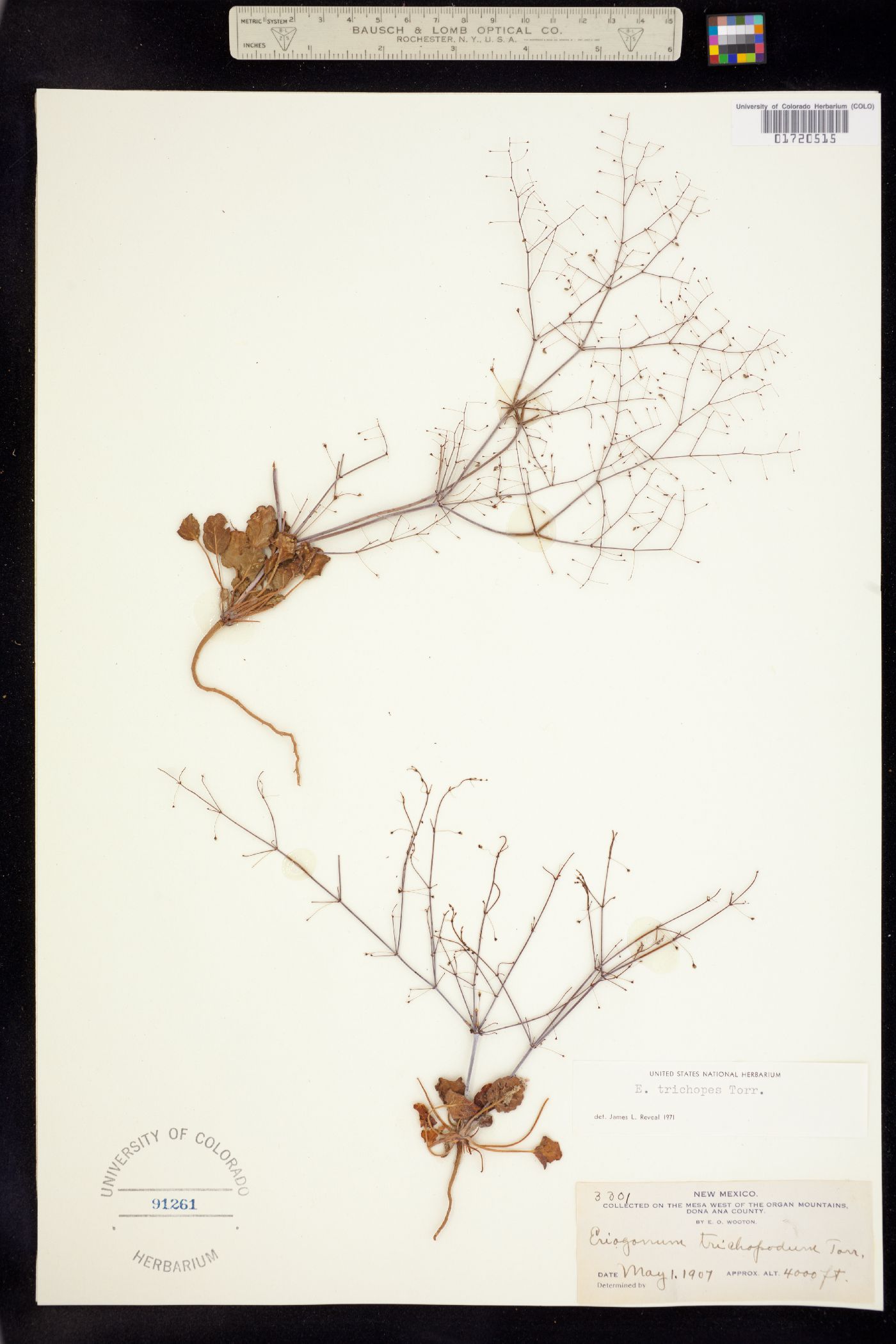 Eriogonum trichopes image