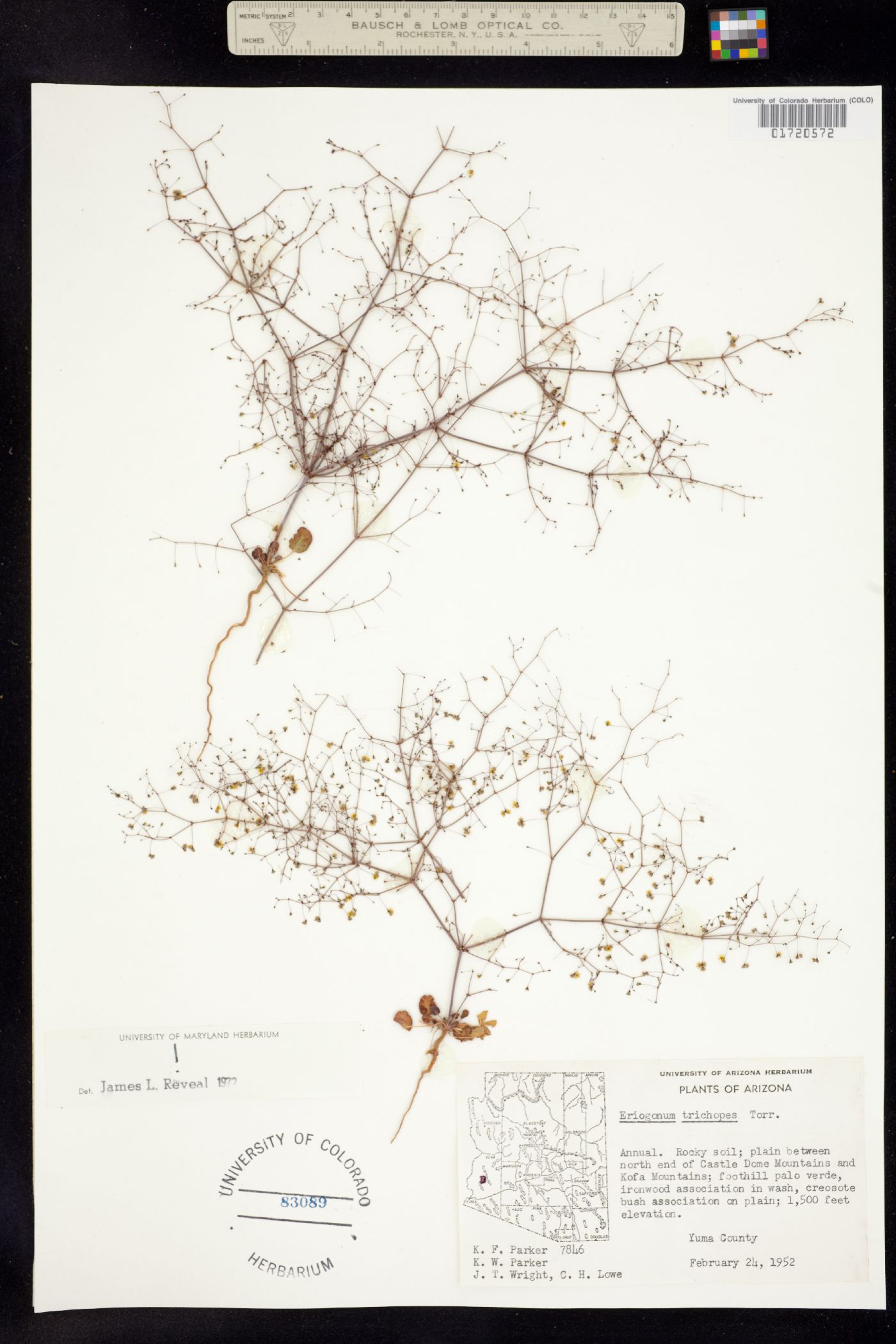 Eriogonum trichopes image