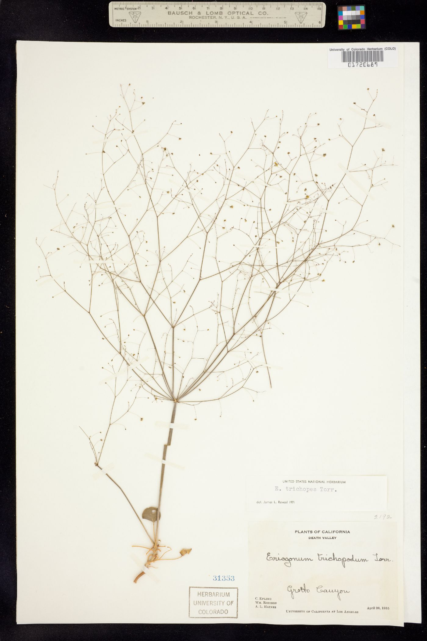 Eriogonum trichopes image