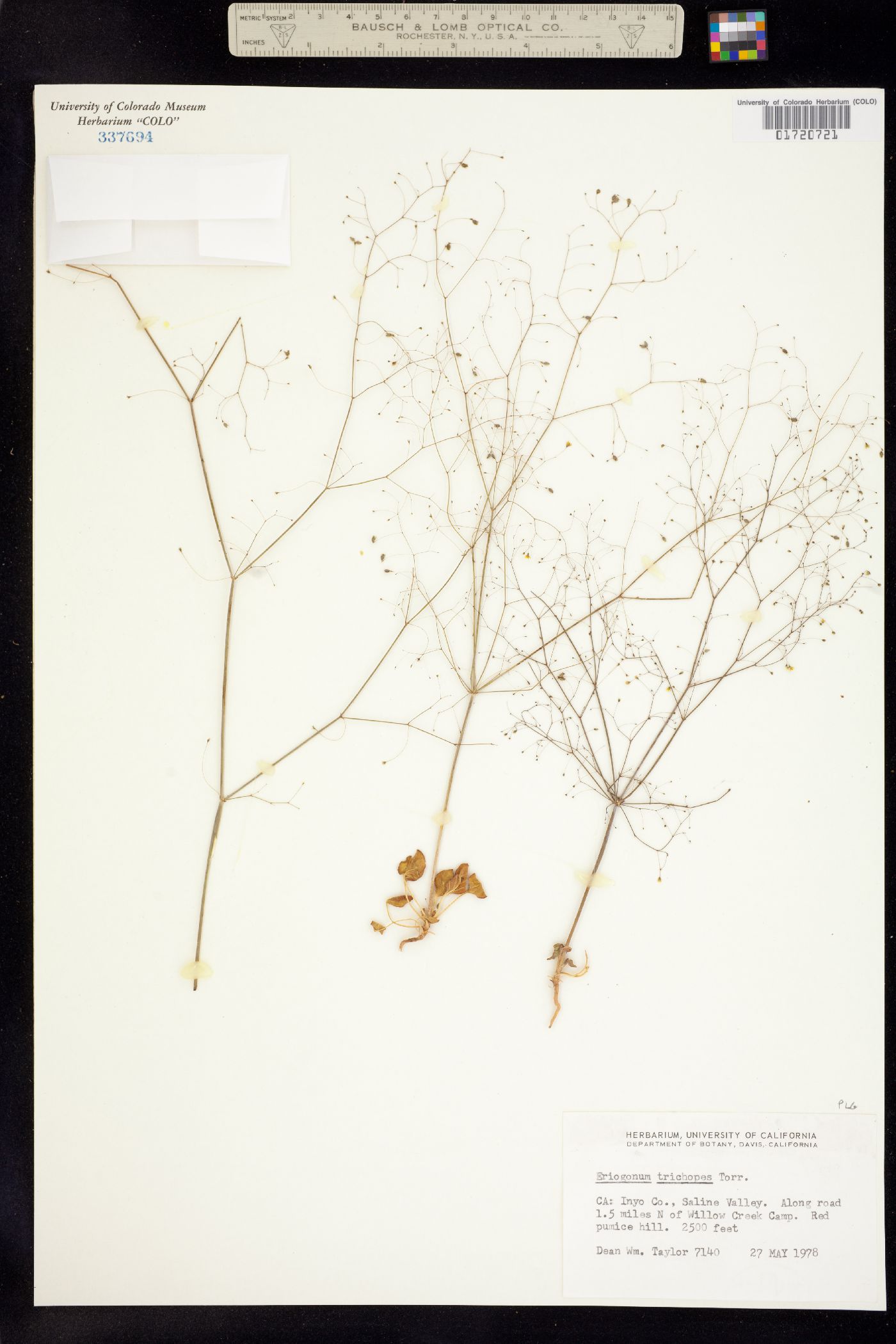 Eriogonum trichopes image