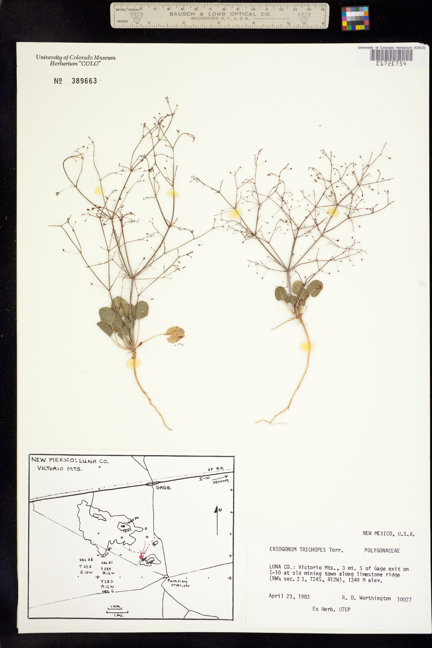 Eriogonum trichopes image