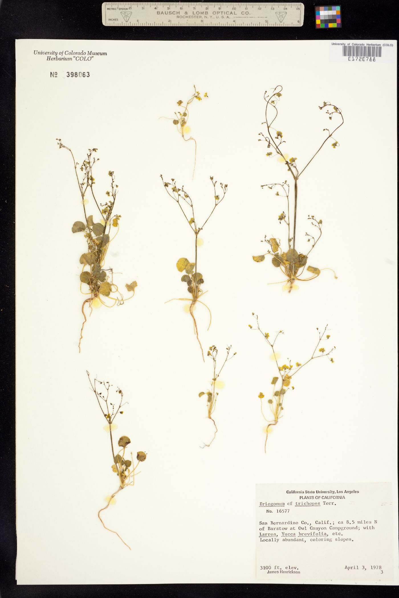 Eriogonum contiguum image