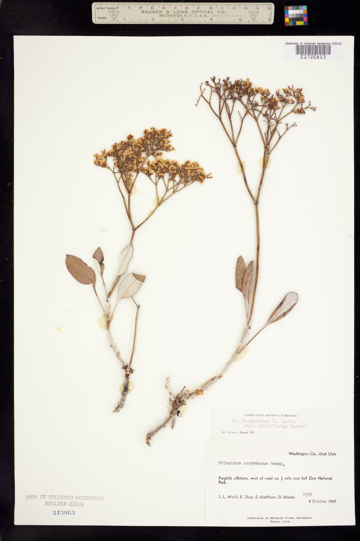 Eriogonum thompsoniae image