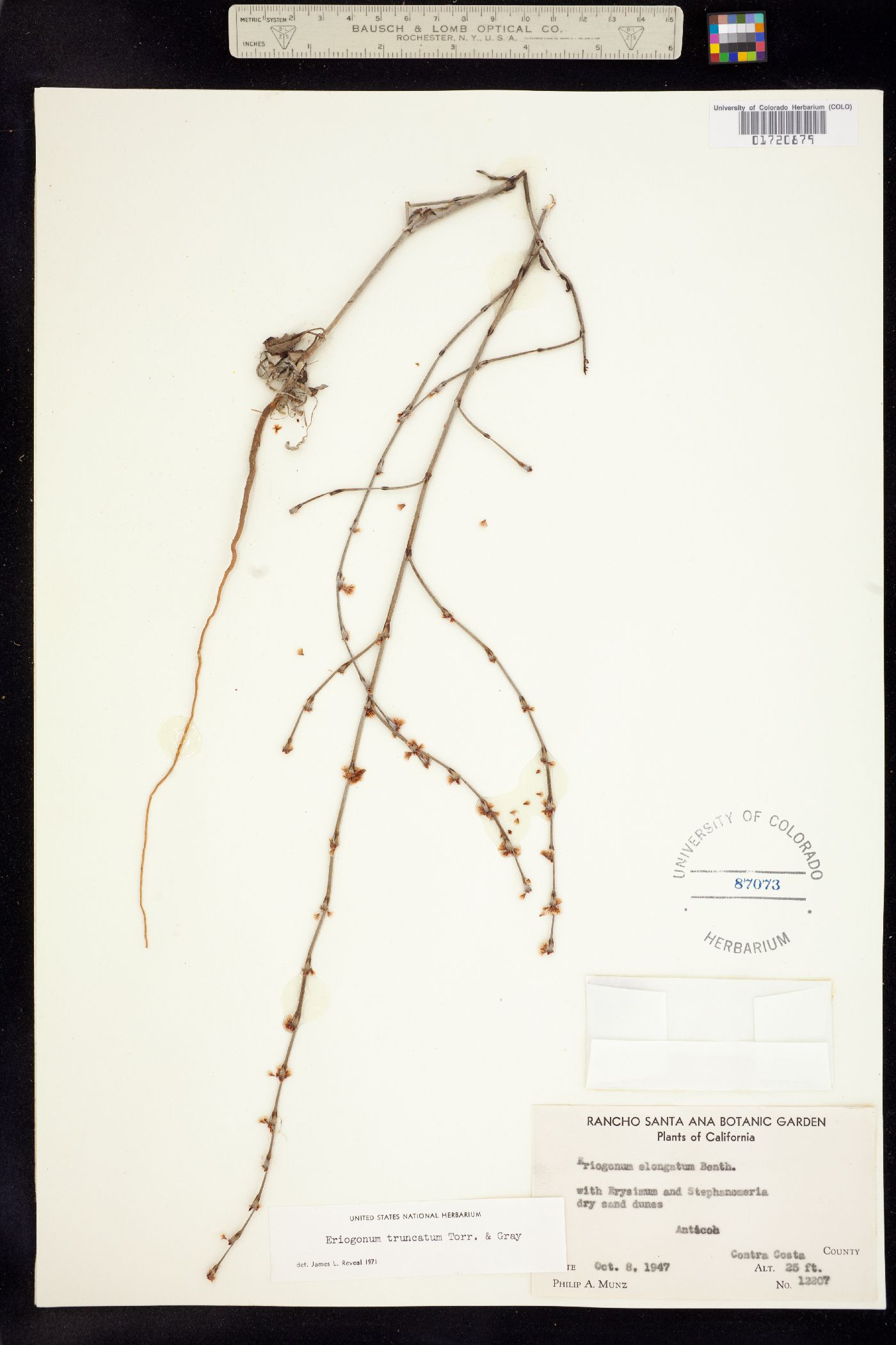Eriogonum truncatum image