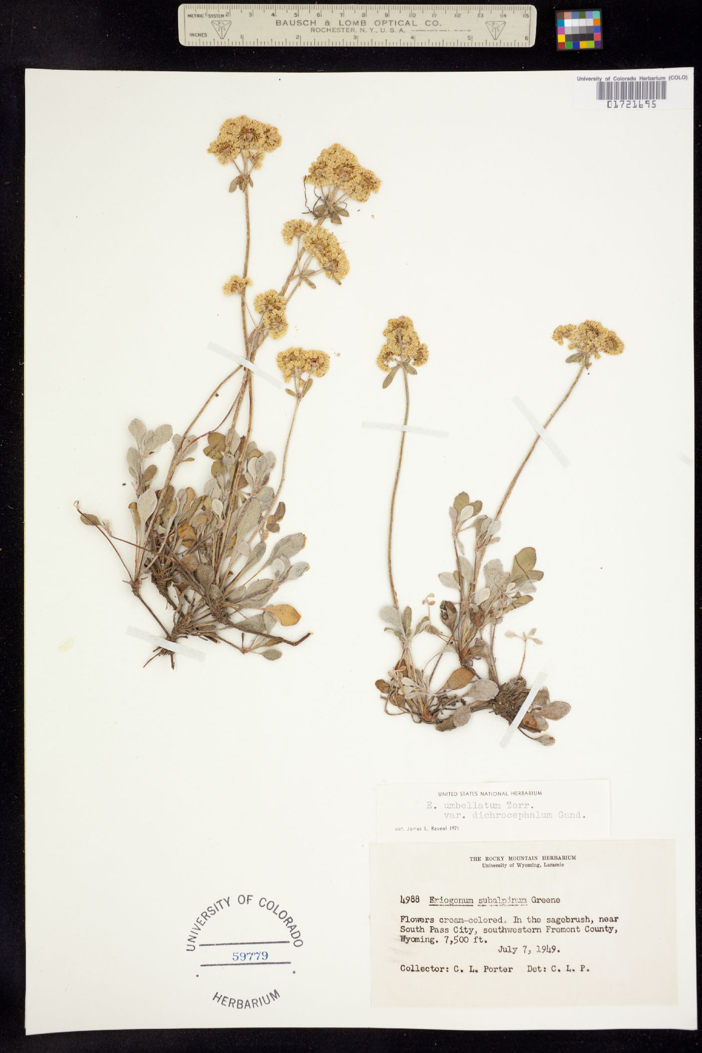 Eriogonum umbellatum var. dichrocephalum image