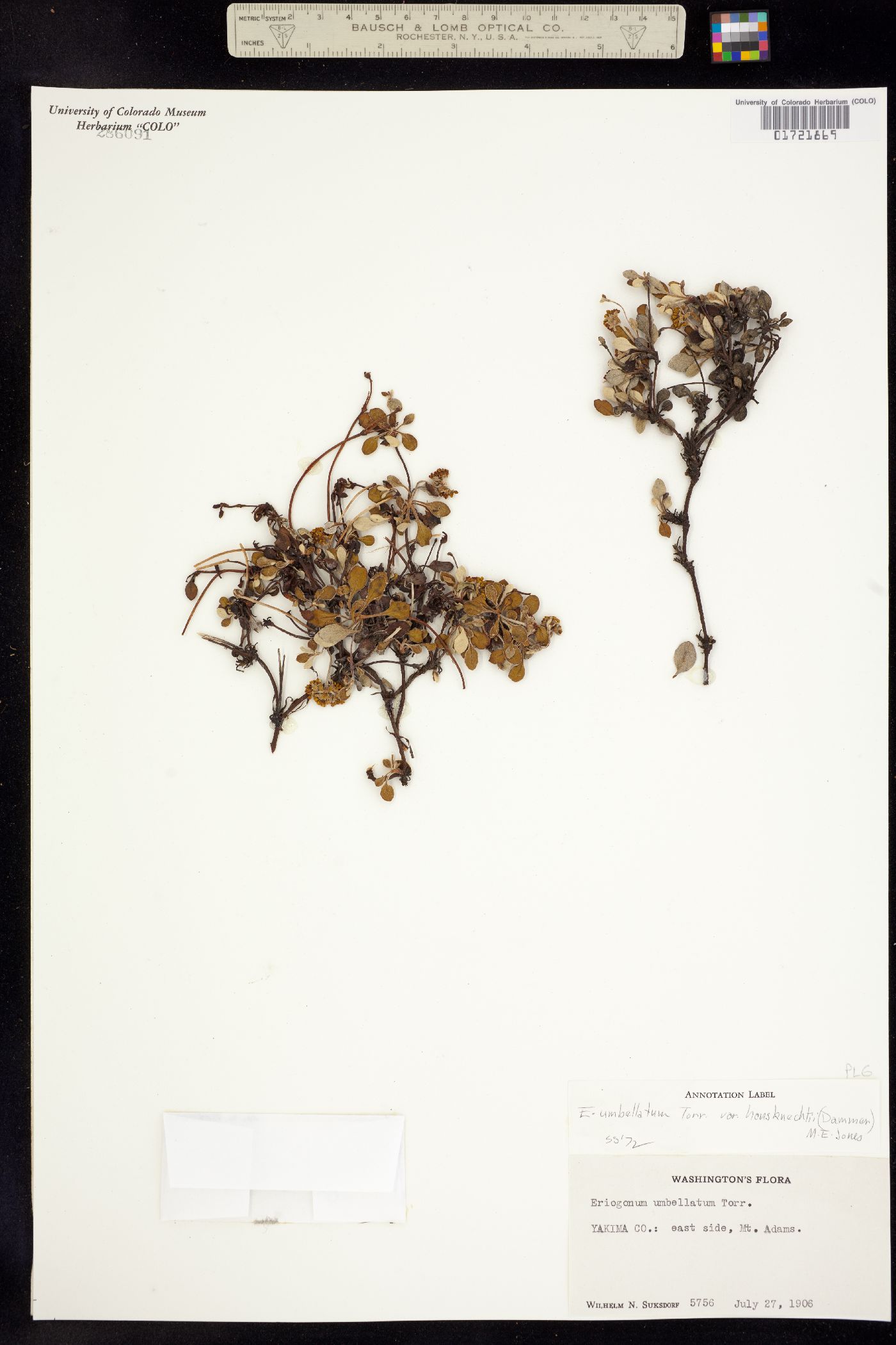 Eriogonum umbellatum image