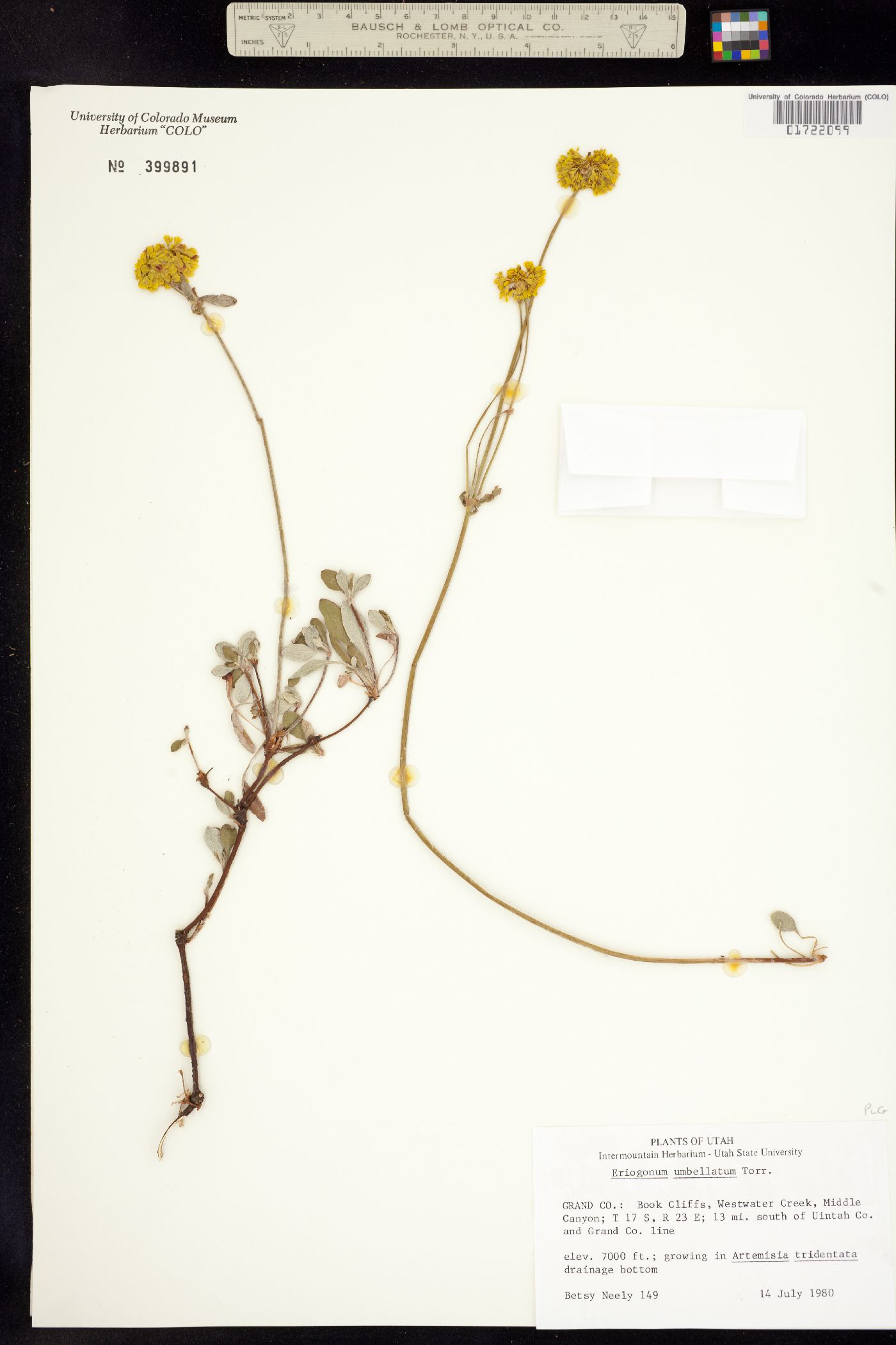 Eriogonum umbellatum image