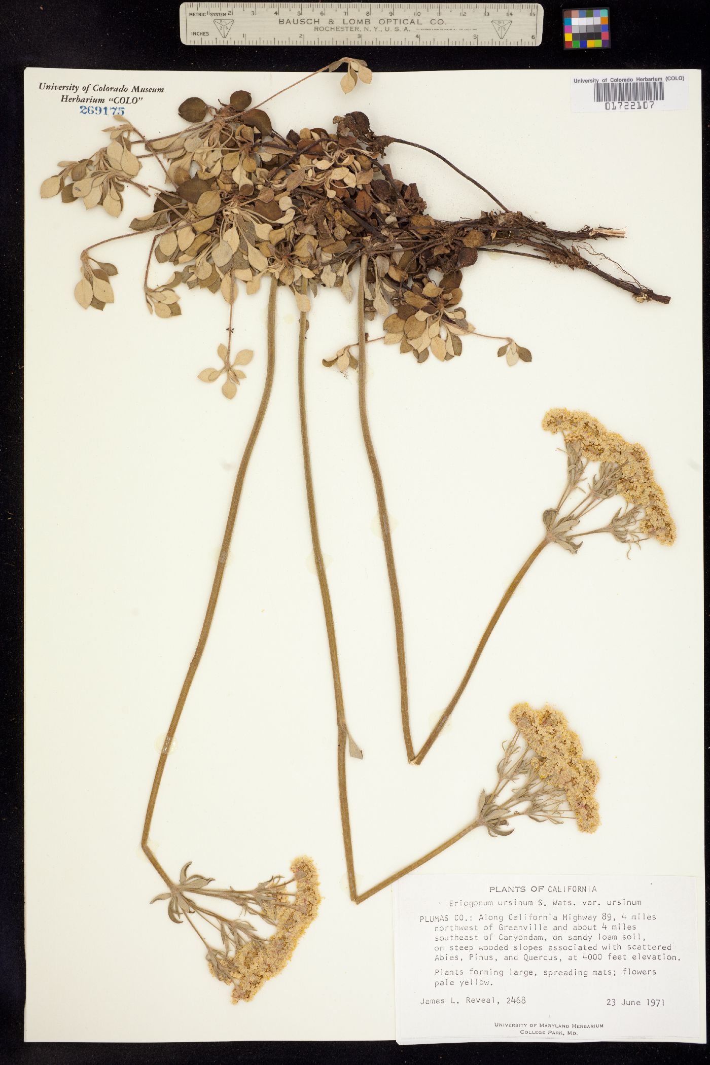 Eriogonum ursinum image