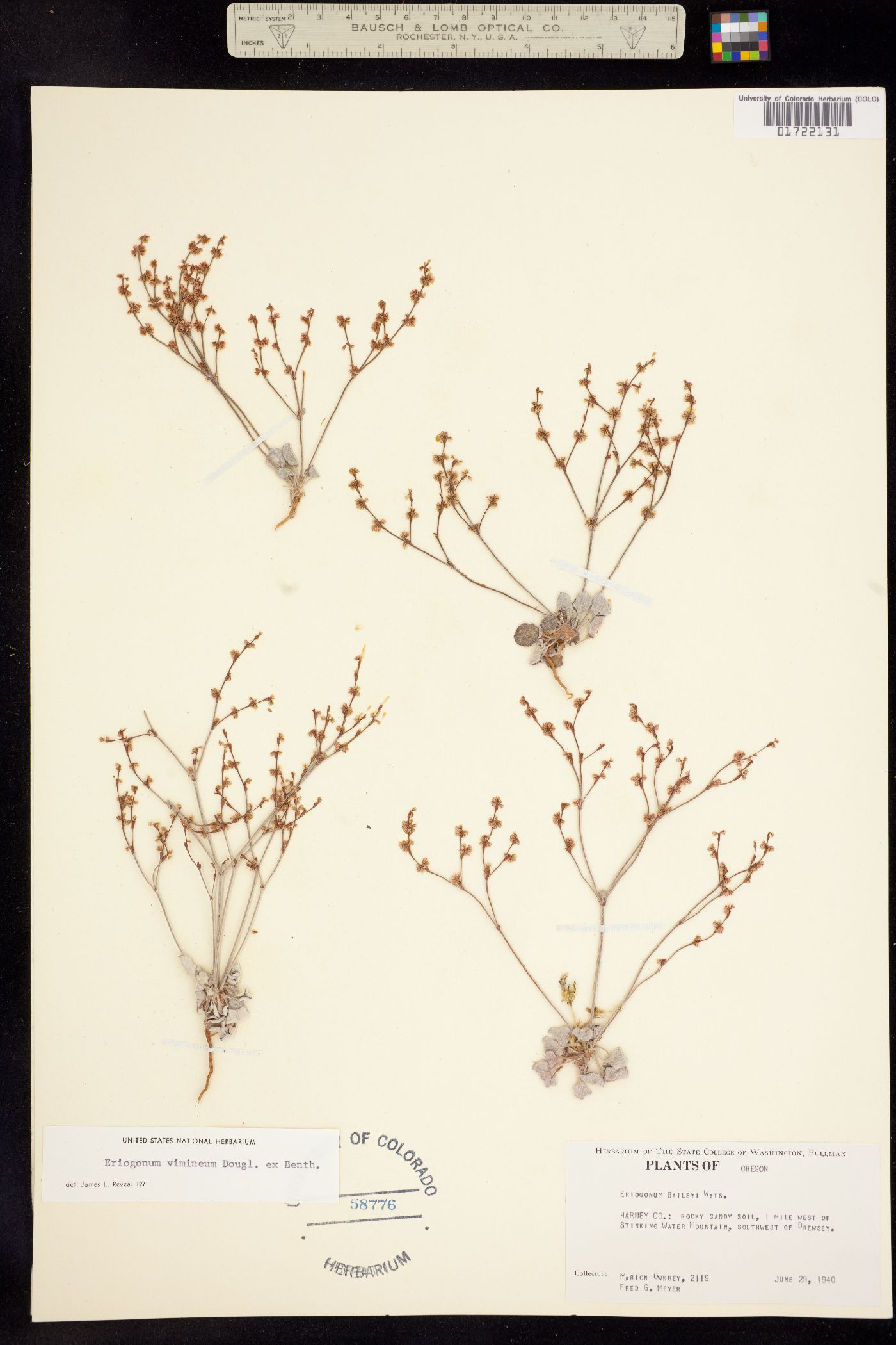 Eriogonum vimineum image