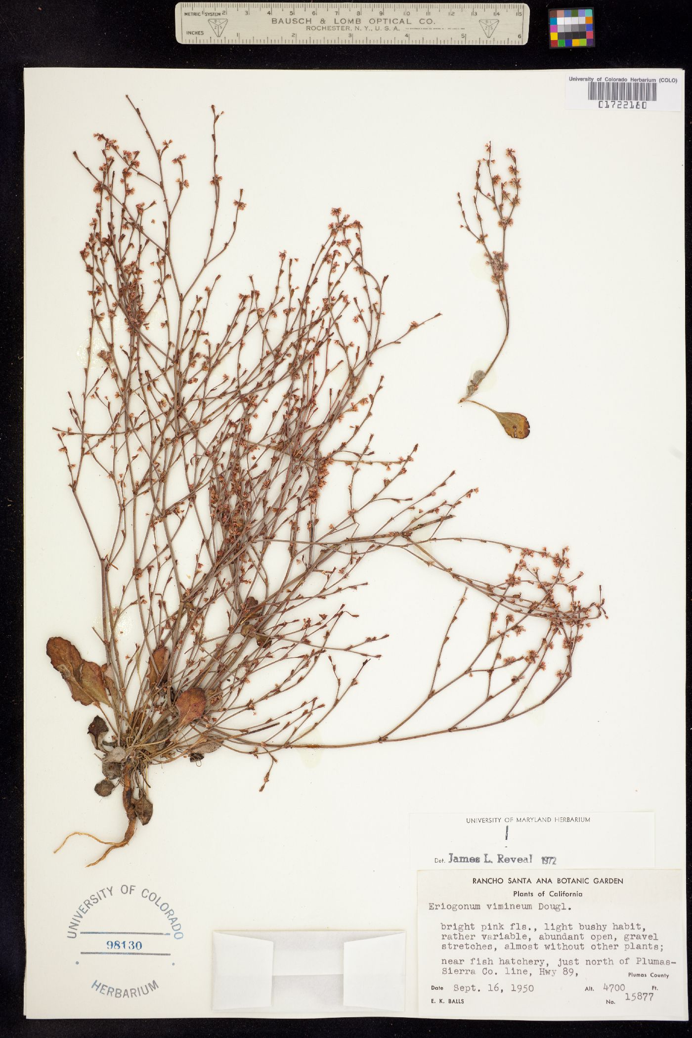 Eriogonum vimineum image