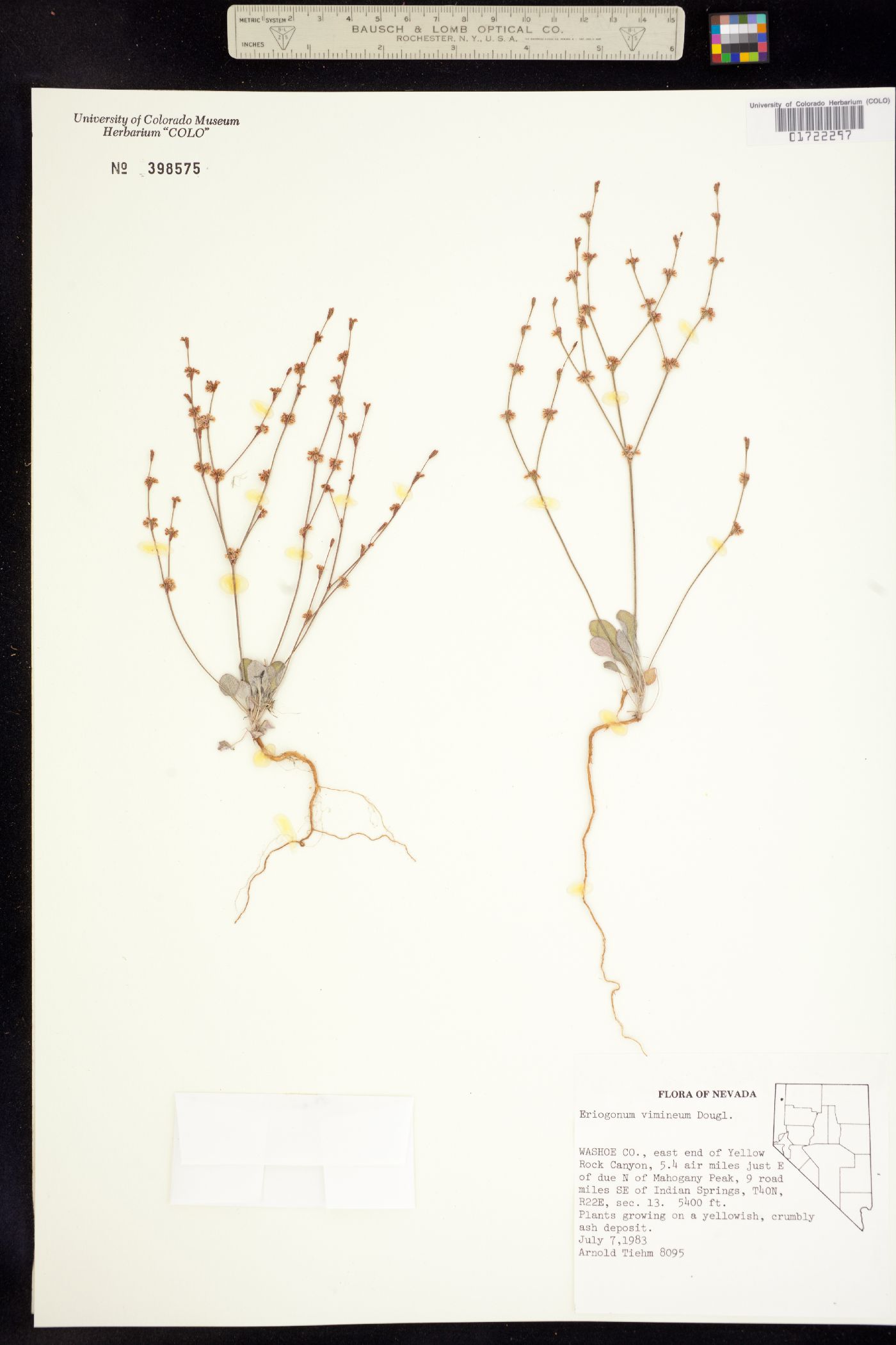 Eriogonum vimineum image