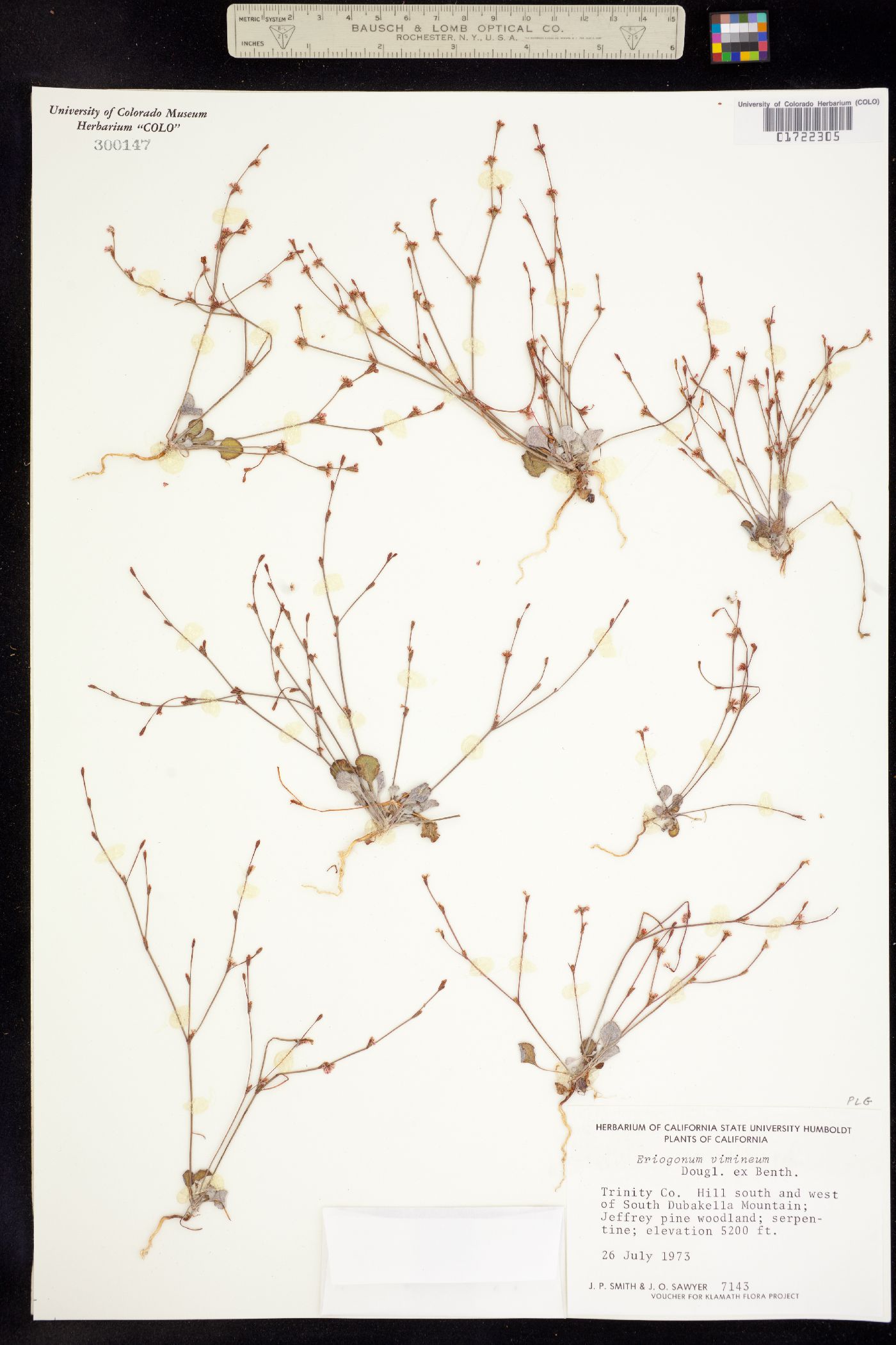 Eriogonum vimineum image