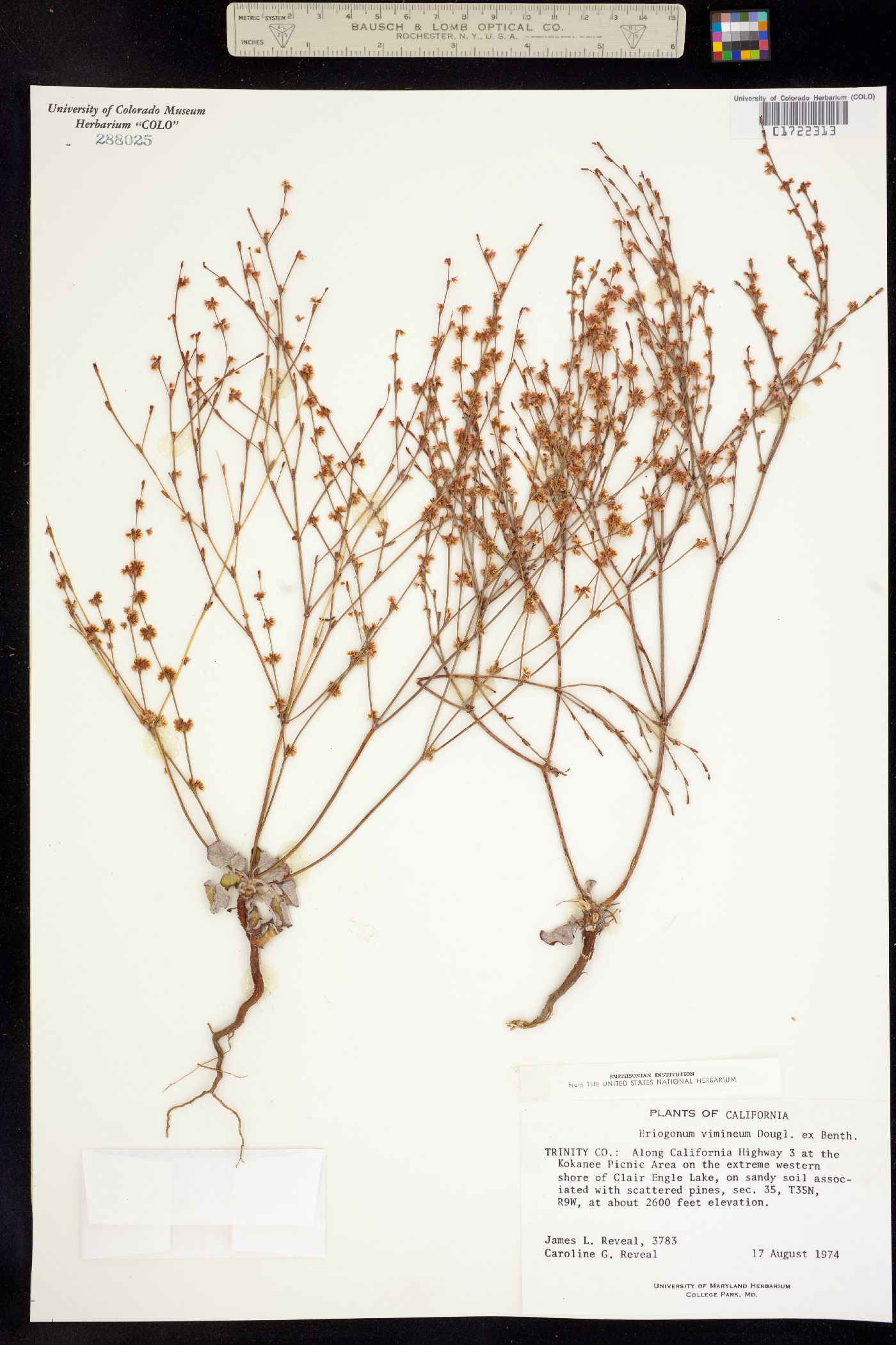 Eriogonum vimineum image