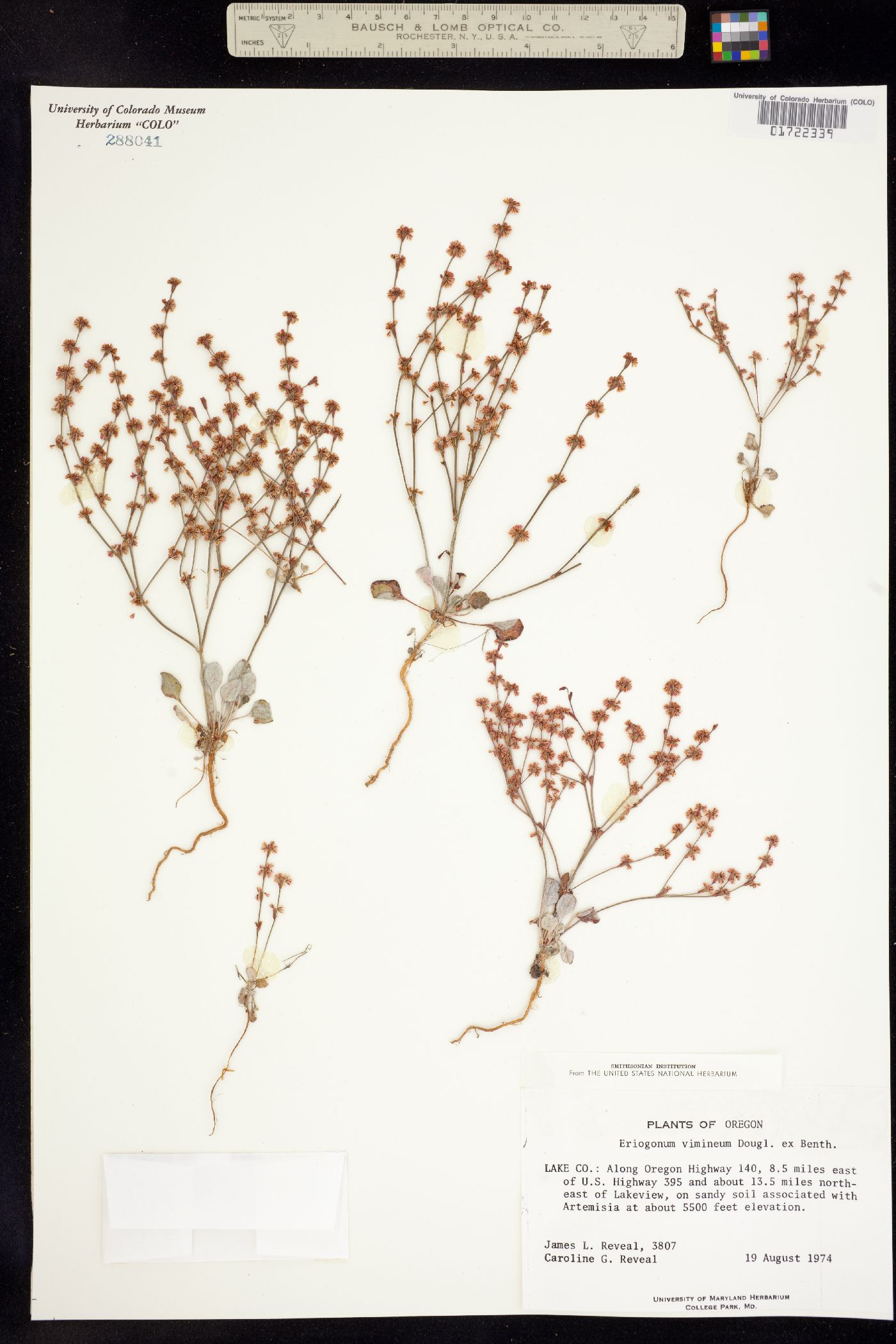 Eriogonum vimineum image