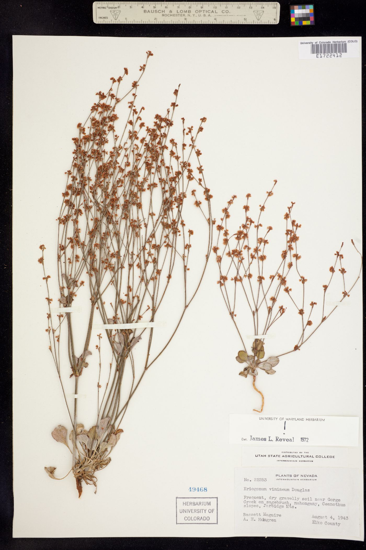 Eriogonum image