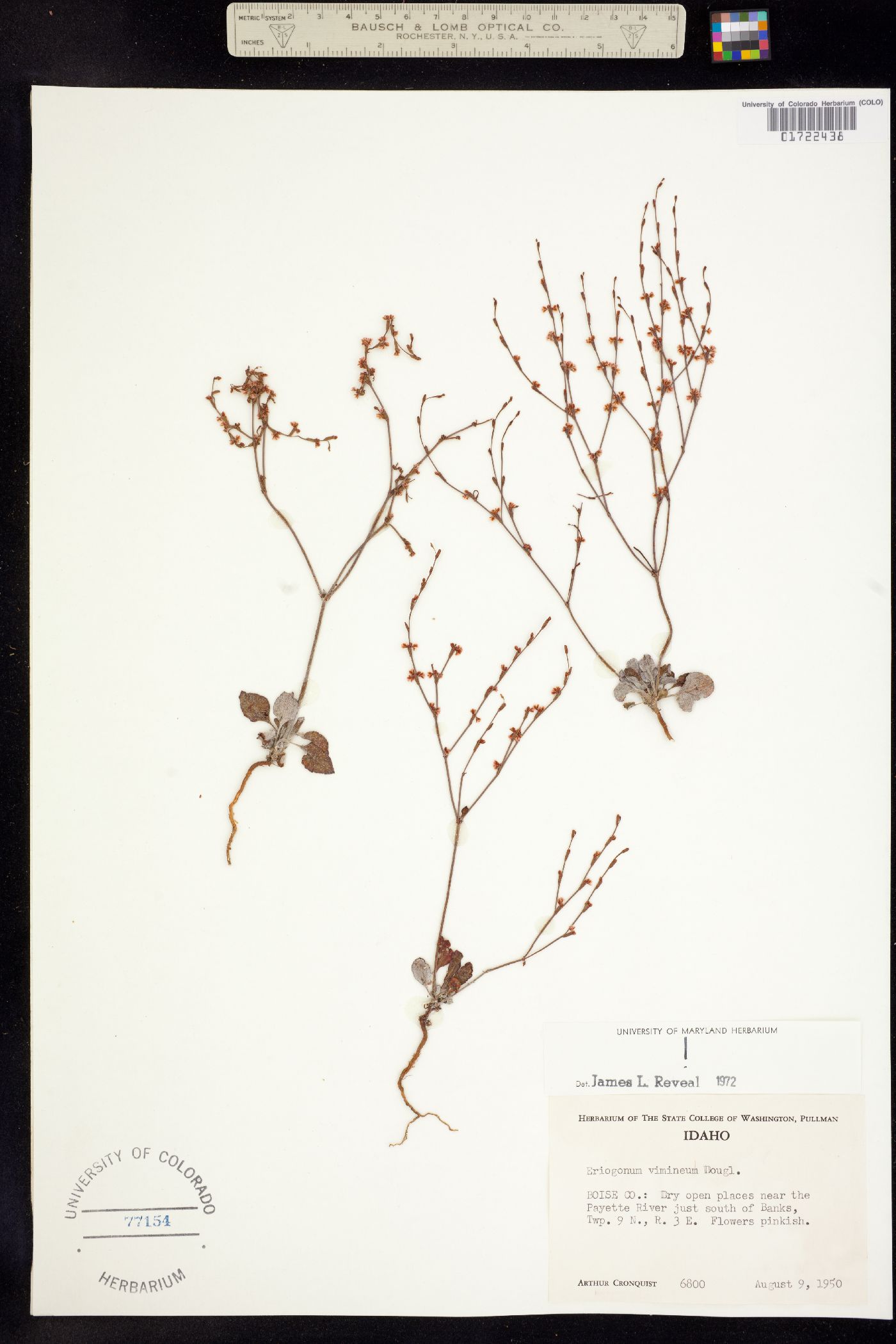 Eriogonum vimineum image