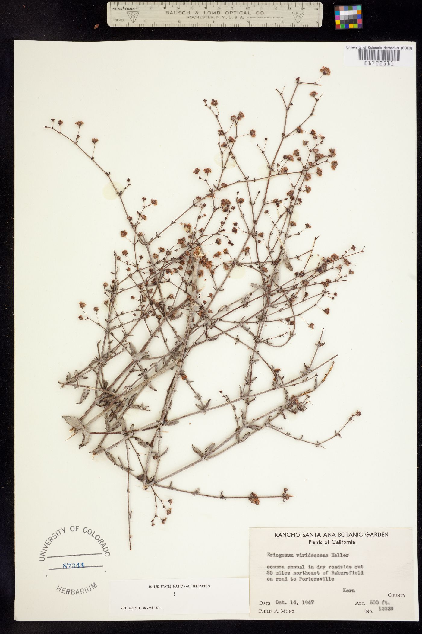 Eriogonum viridescens image