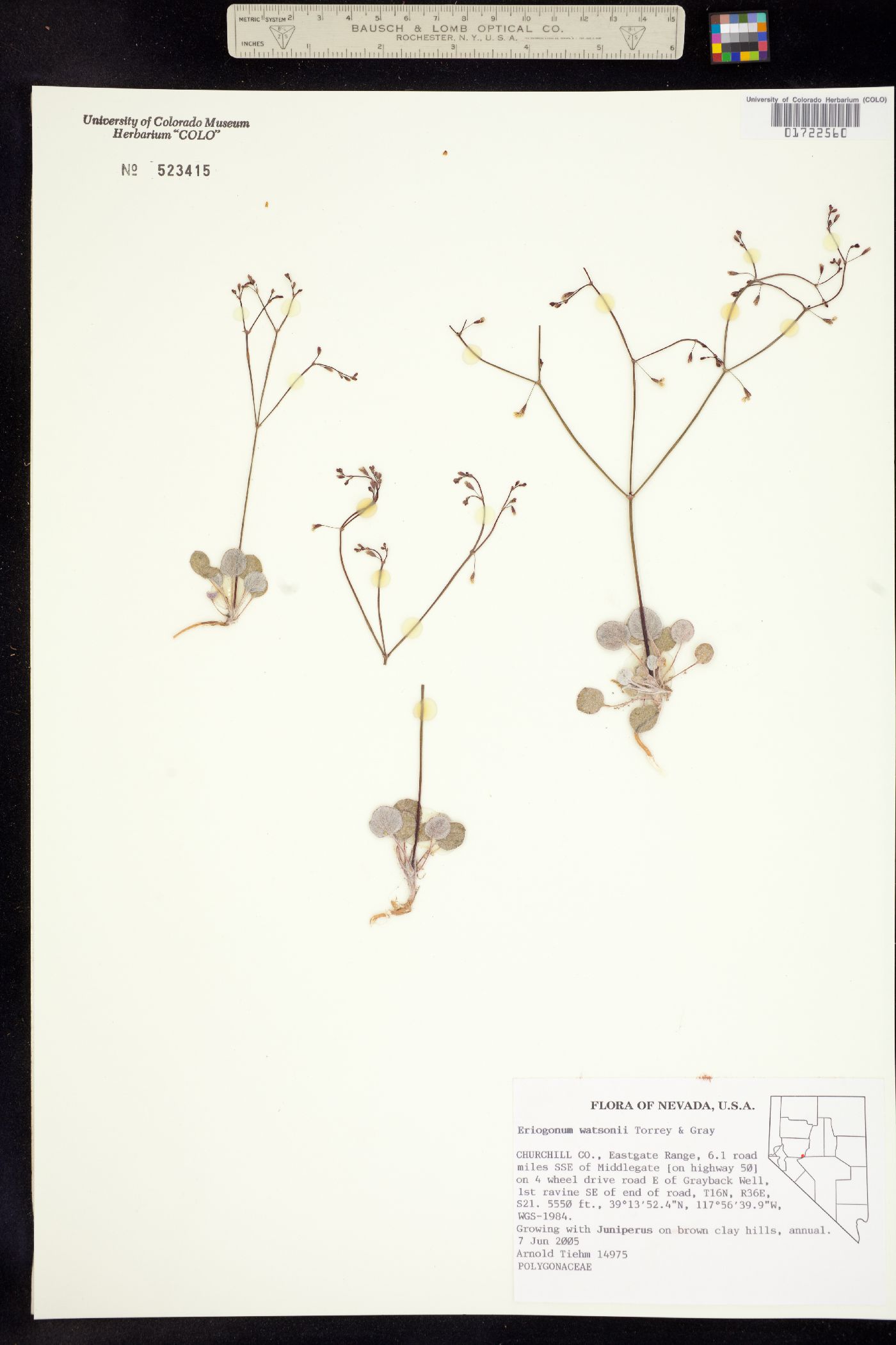 Eriogonum watsonii image