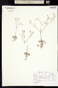 Eriogonum watsonii image