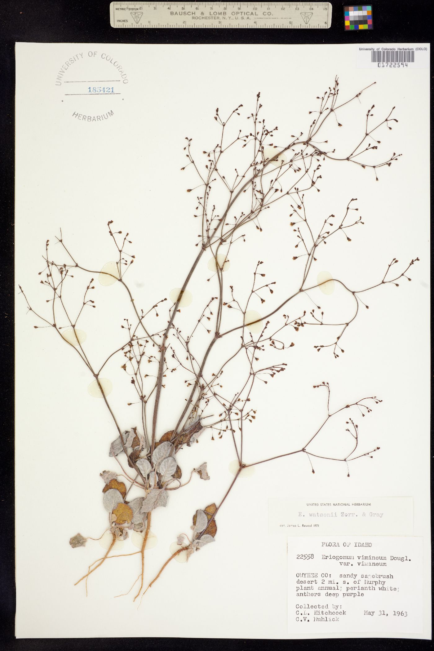 Eriogonum watsonii image